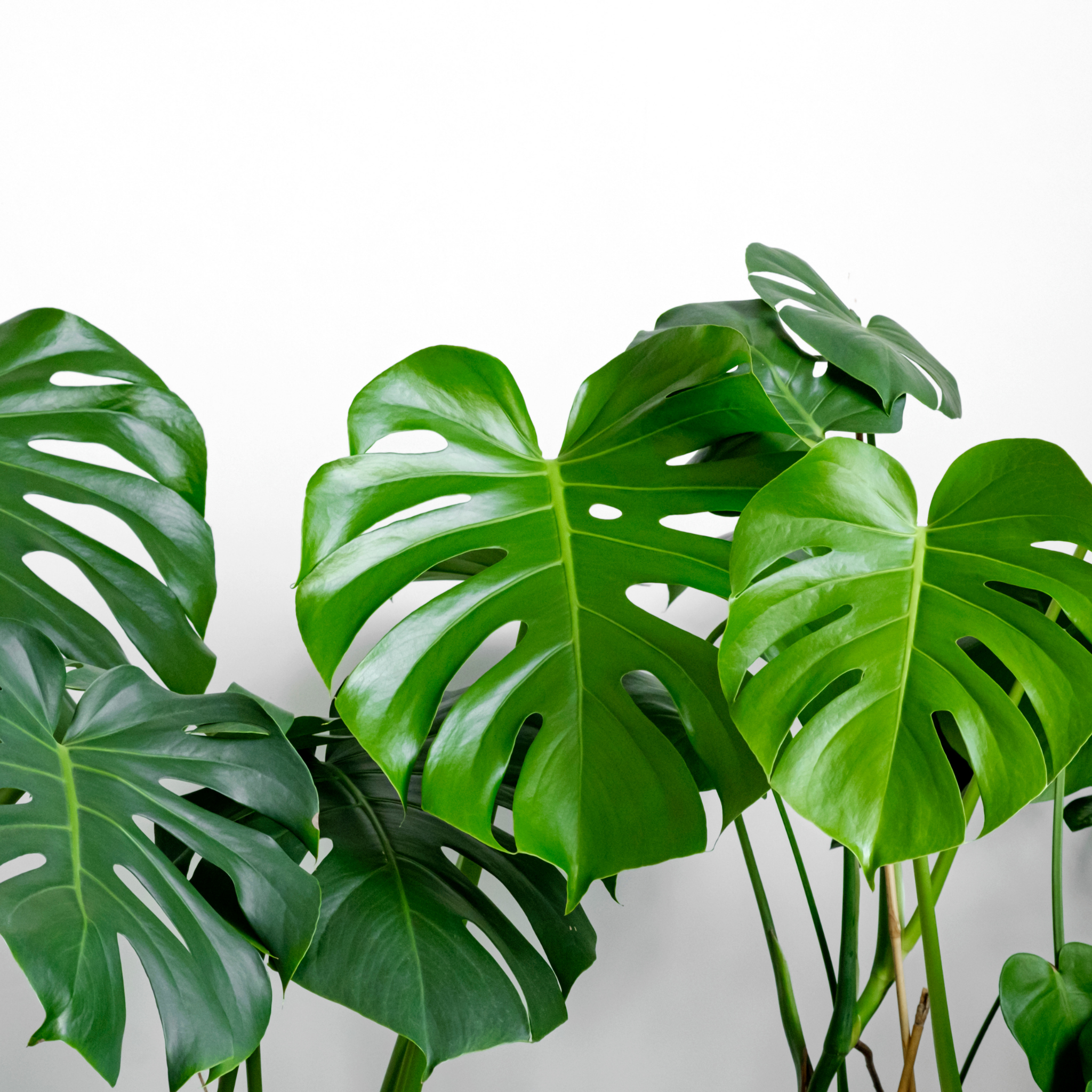 Swiss Cheese Plant - Monstera deliciosa