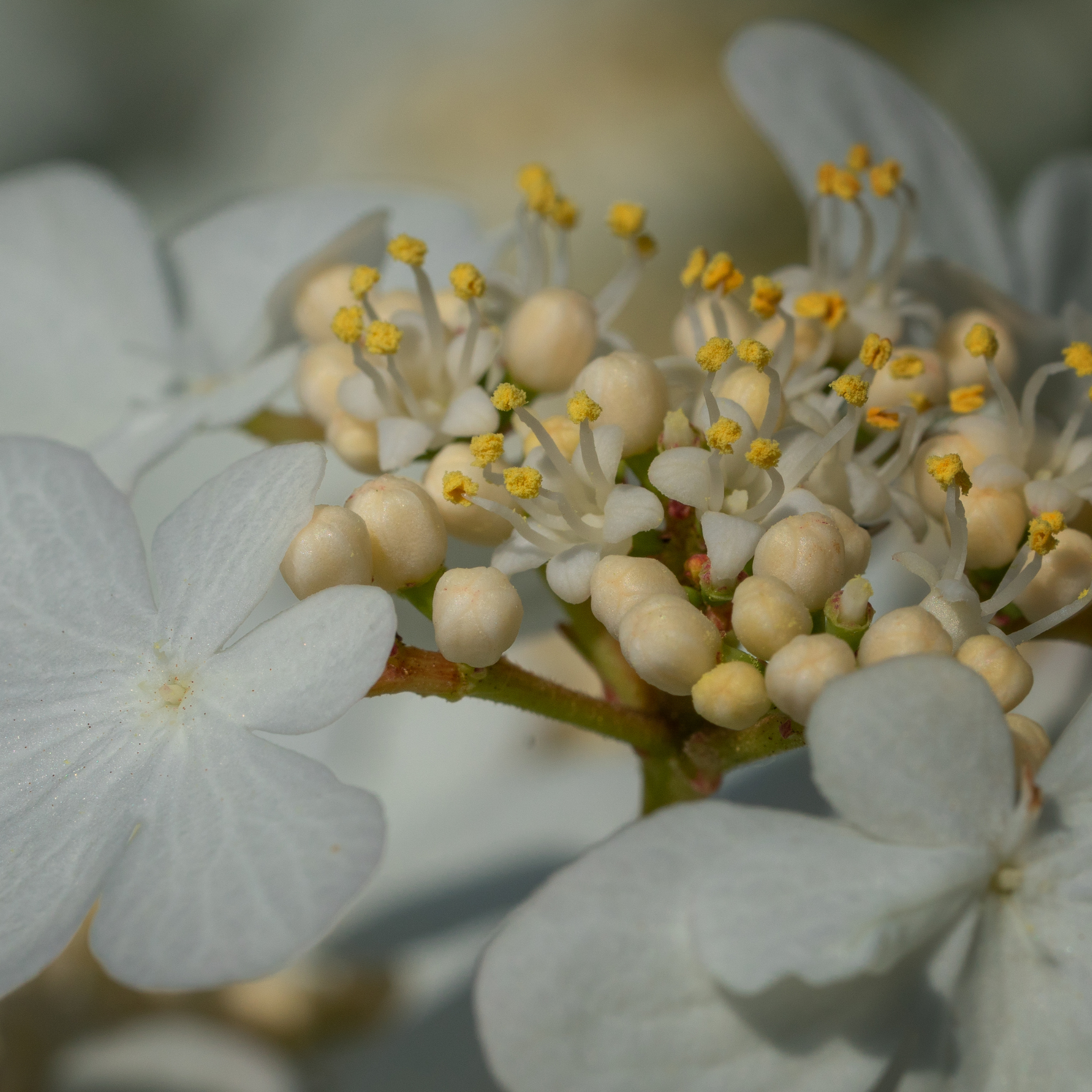 Viburnum plicatum Japanese snowball - Viburnum plicatum tomentosum Mariesii