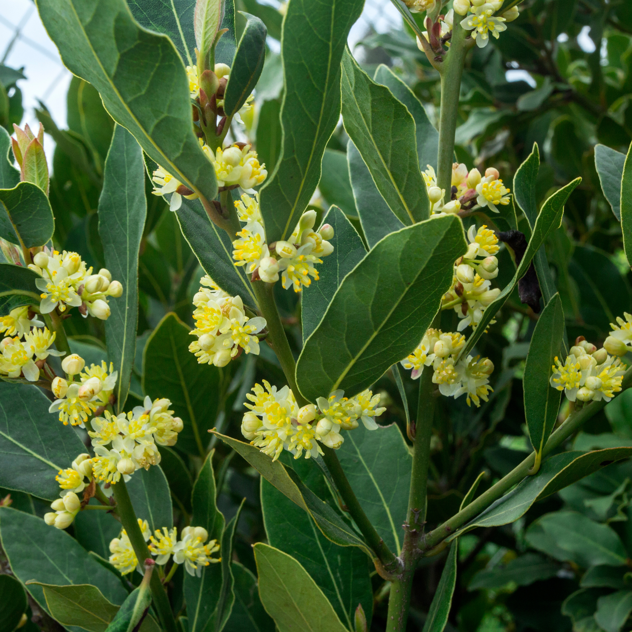 Bay Laurel Tree - Laurus nobilis