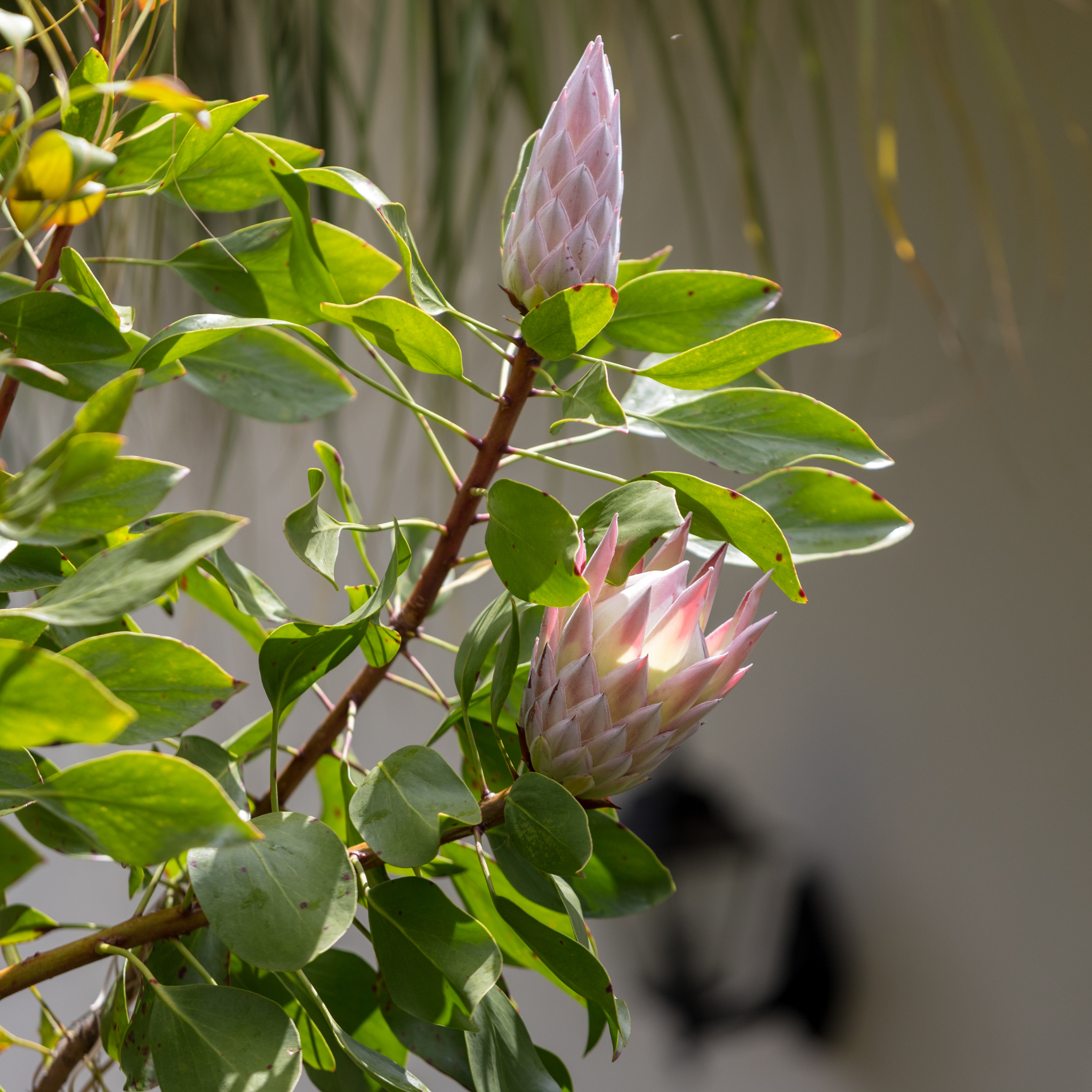 King Pink King Protea - Protea cynaroides King Pink