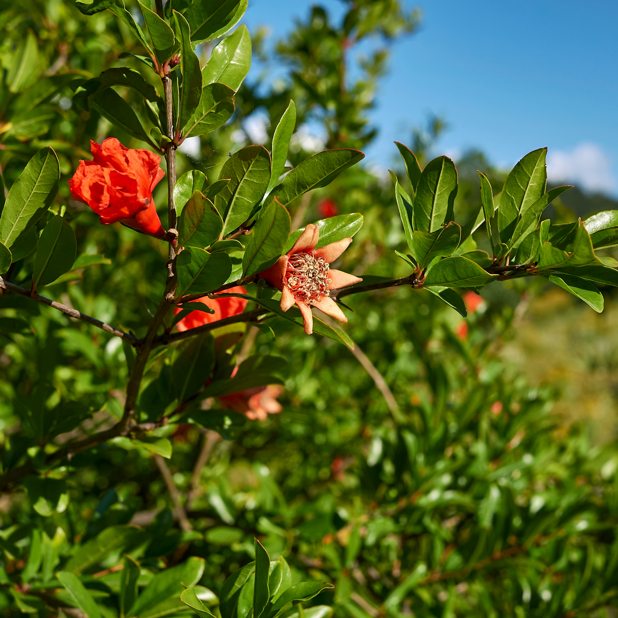 Pomegranate Tree - Punica granatum Wonderful