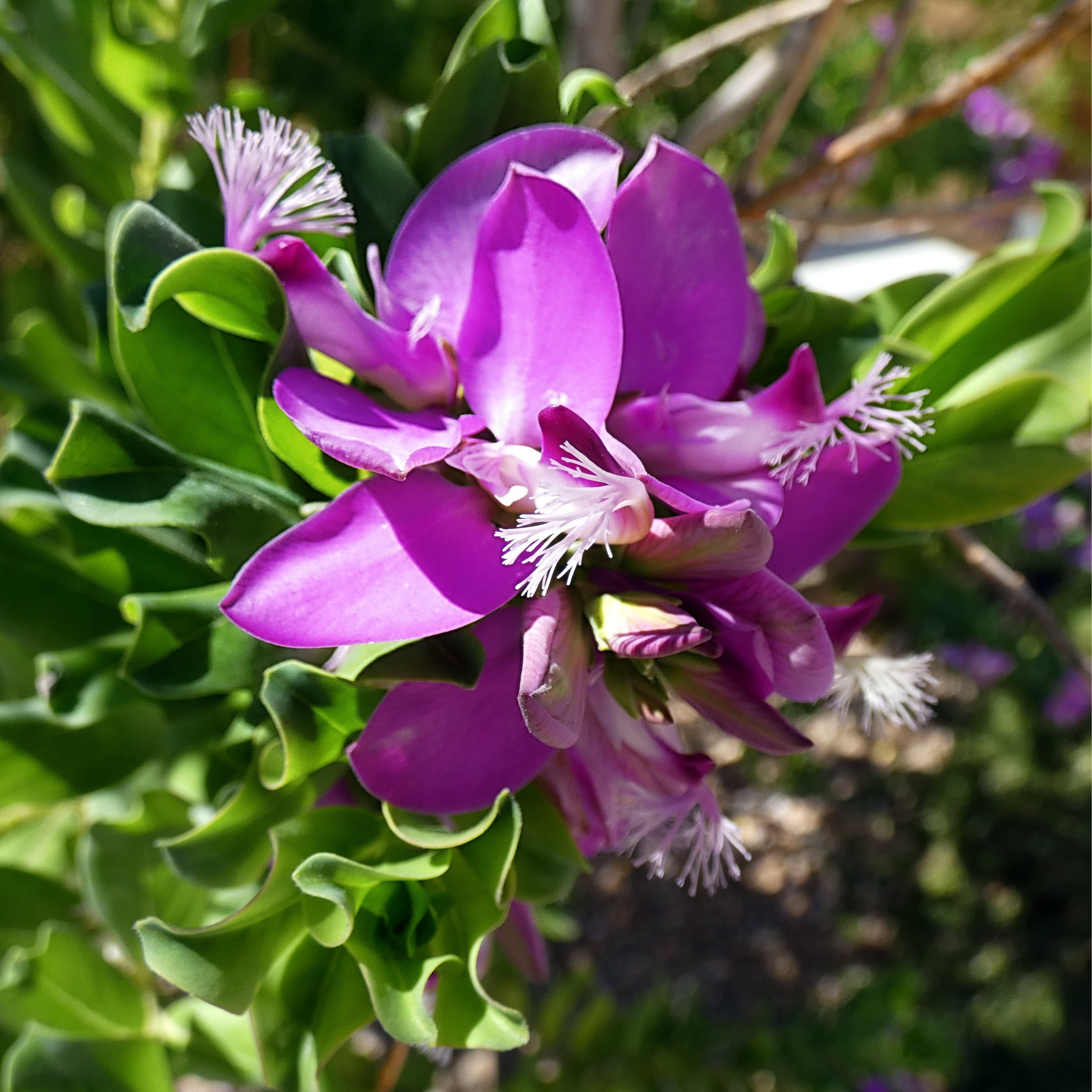 Close-up of a purple flower with green leaves