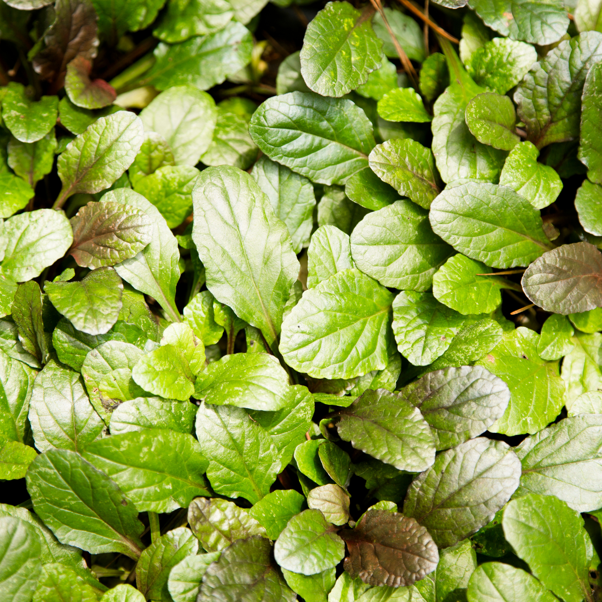 Hardy Blue Bugle (Bugleweed) - Ajuga reptans Tuff And Tidy
