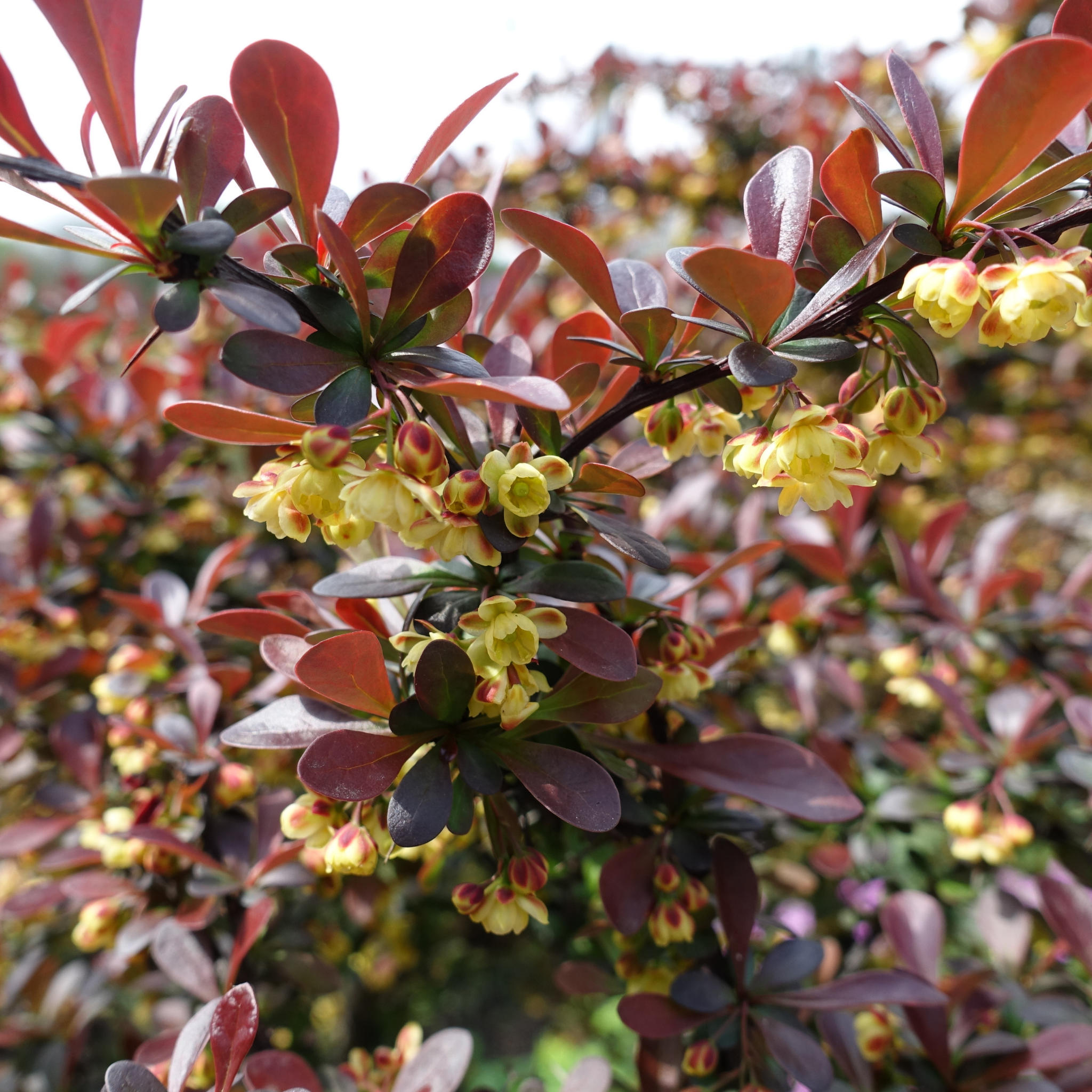 Purple Japanese Barberry - Berberis thunbergii atropurpurea