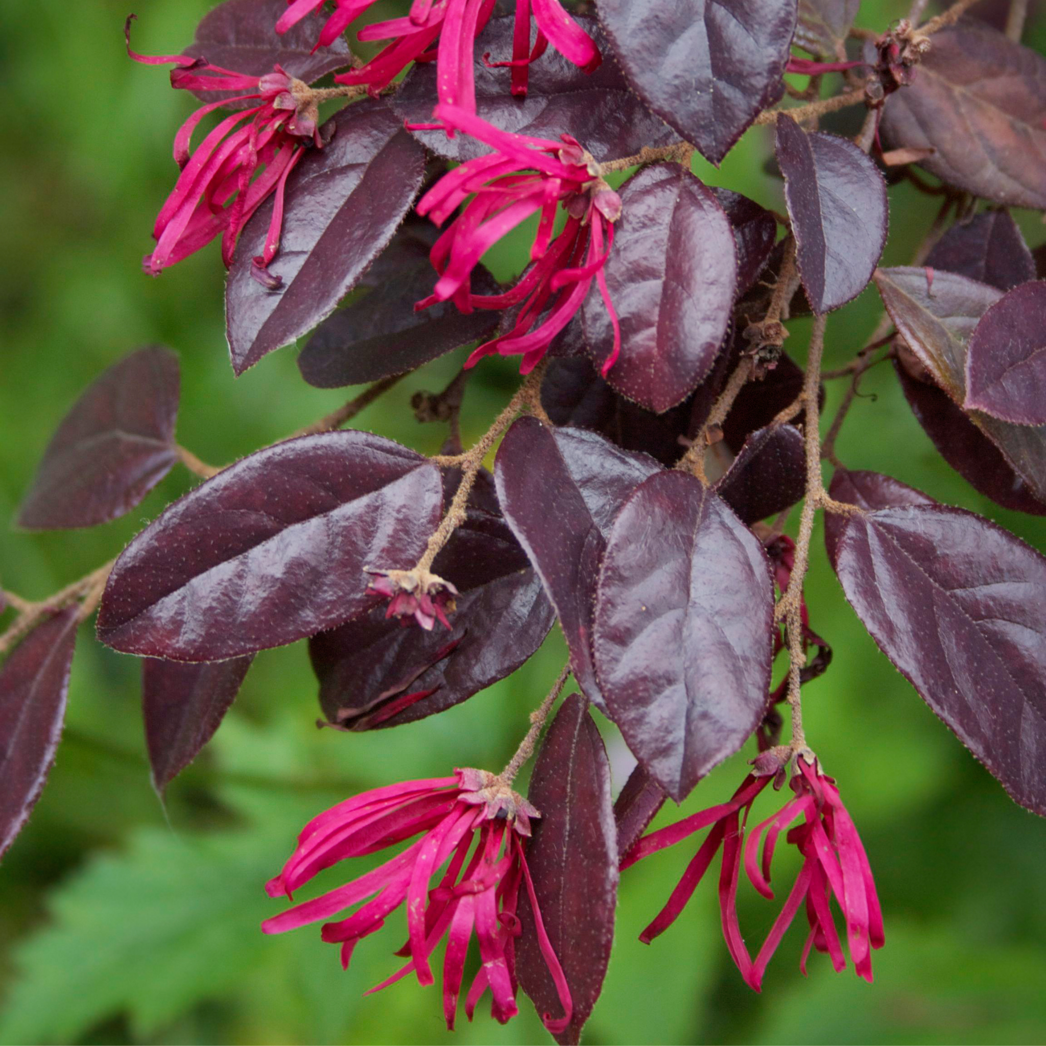 Plum Delight Pink Chinese Fringe Flower - Loropetalum chinense rubrum