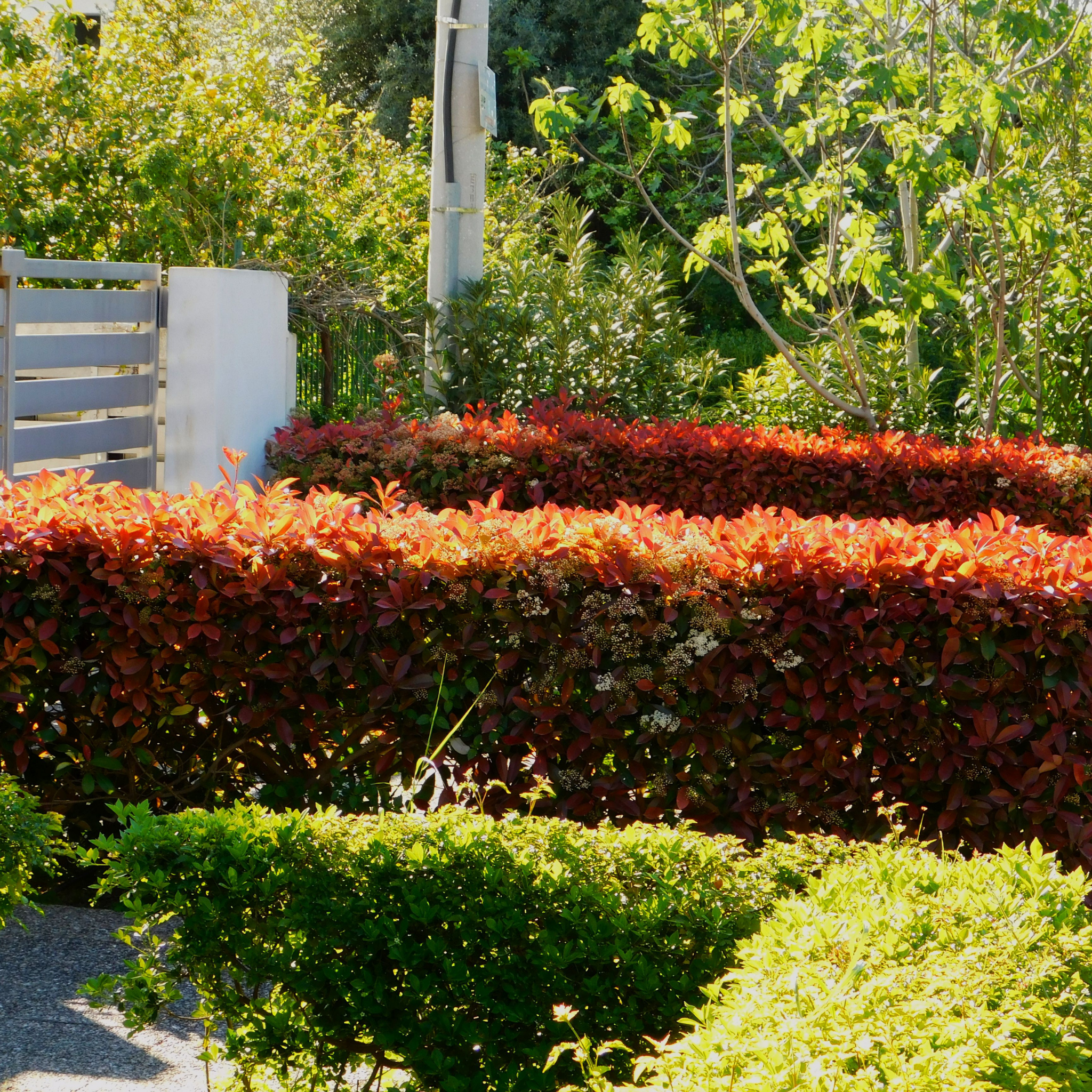 Hedge with red and green leaves in a garden setting