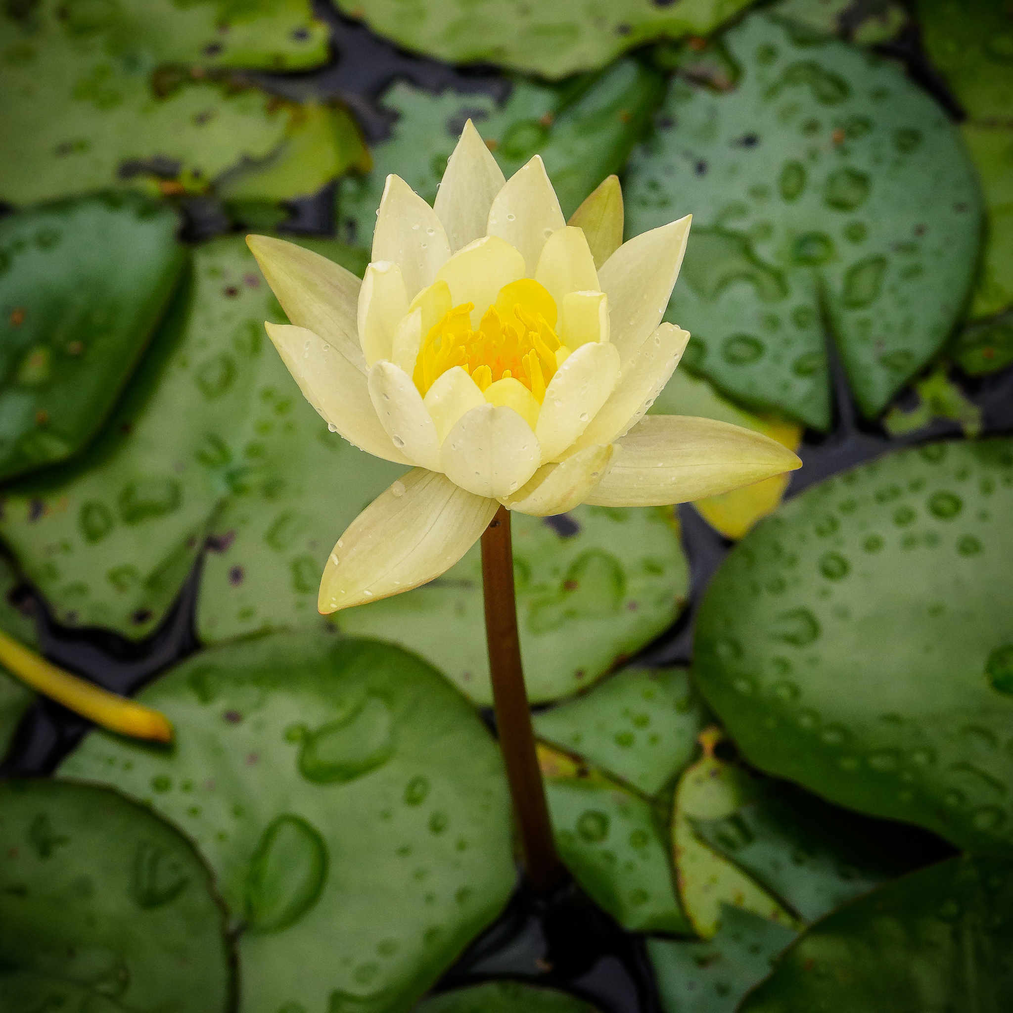 Yellow Water Lily - Nymphaea hybrida Yellow