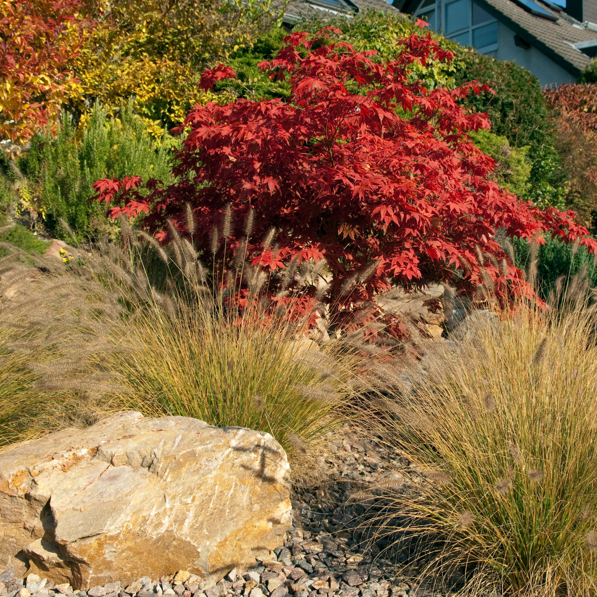 Lush garden with red-leaved shrub, ornamental grasses, and a large rock.