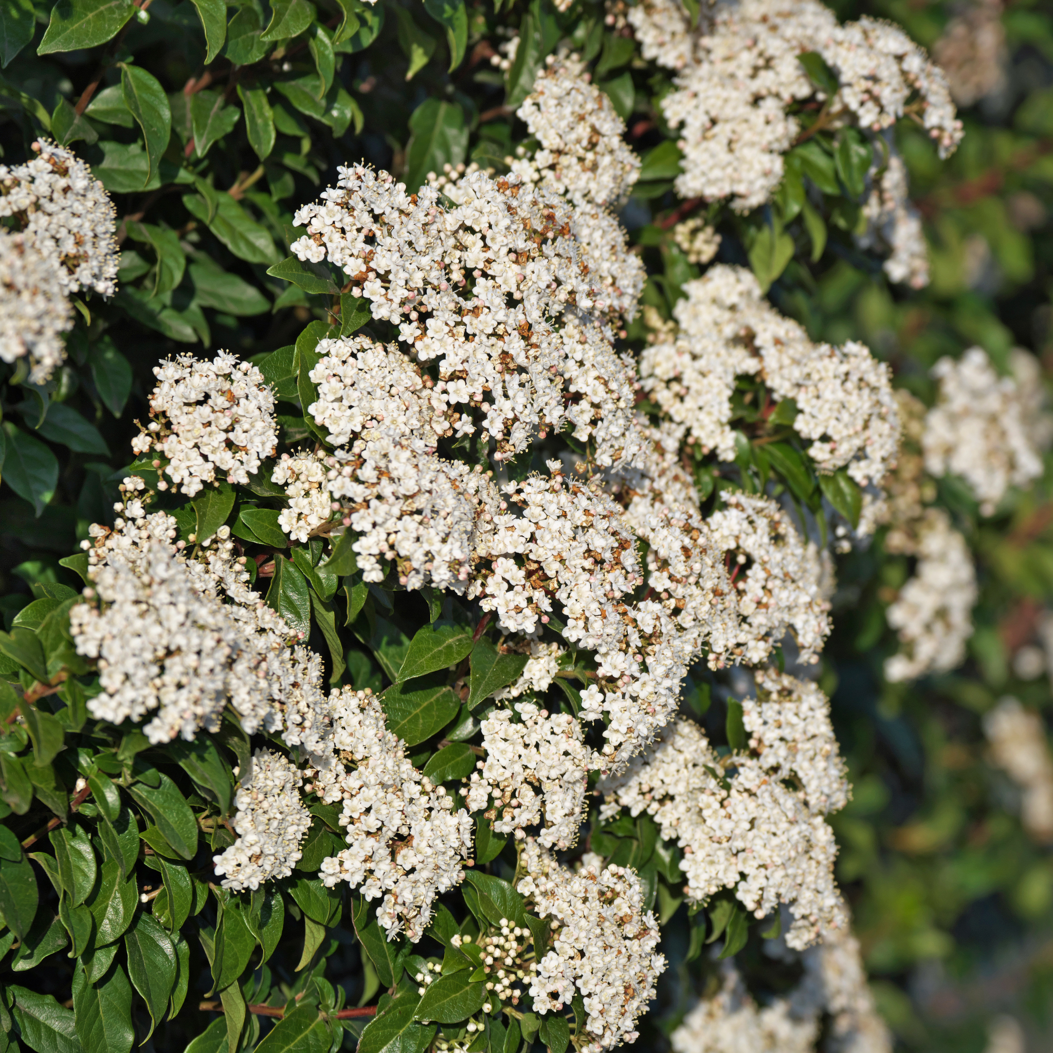 Close-up of white flowers with green leaves
