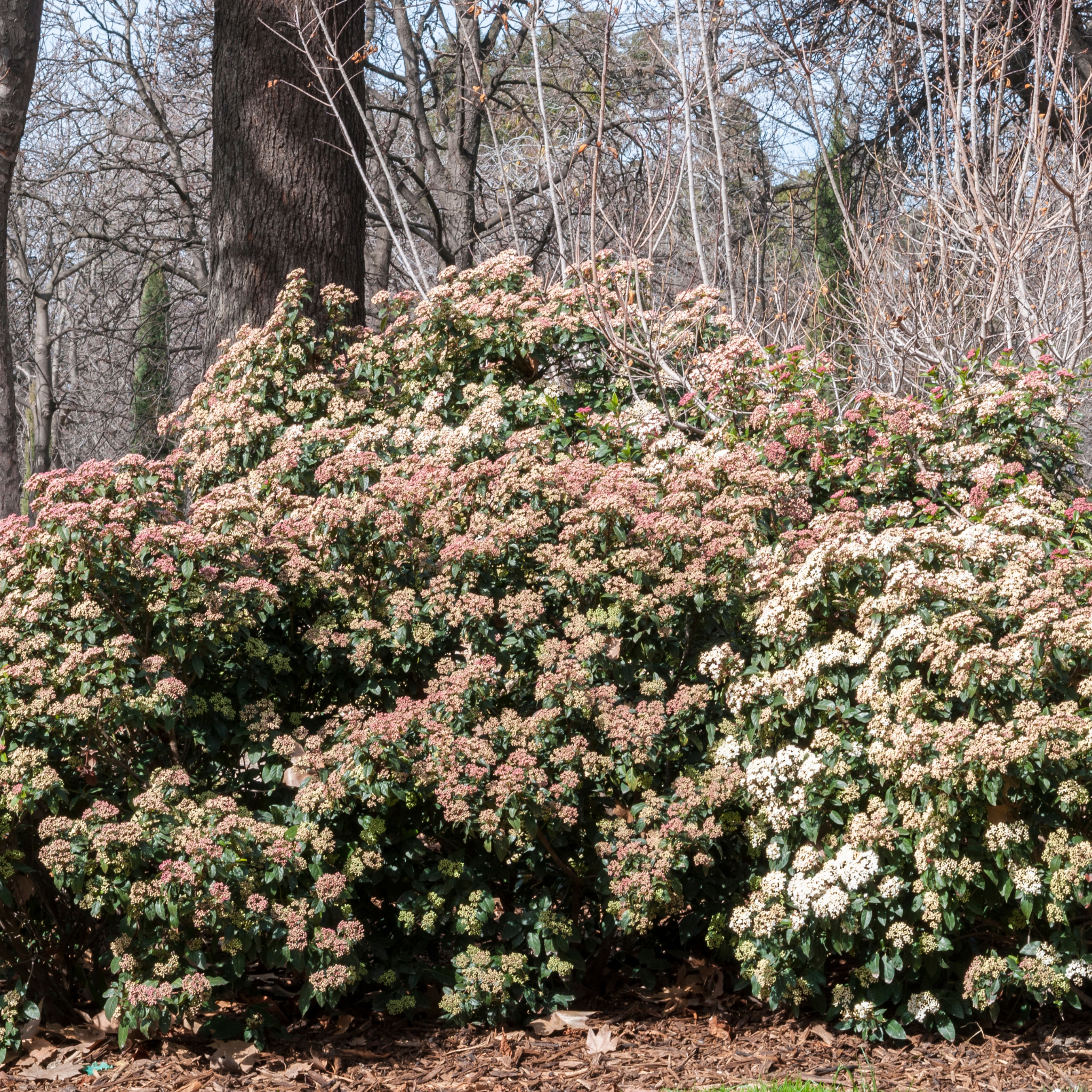 Viburnum tinus - Laurustinus