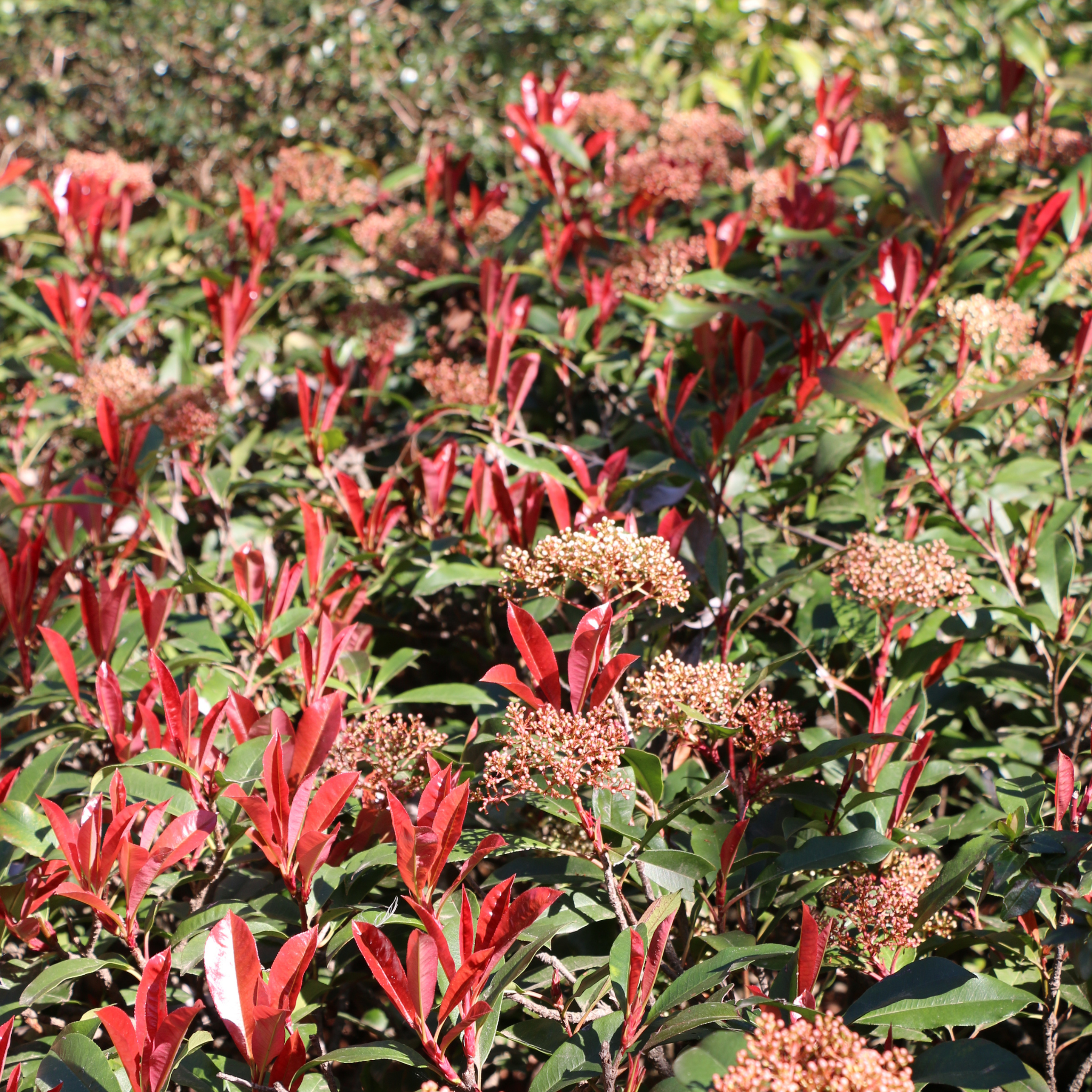 Red Tip Photinia Red Robin - Photinia fraseri Red Robin