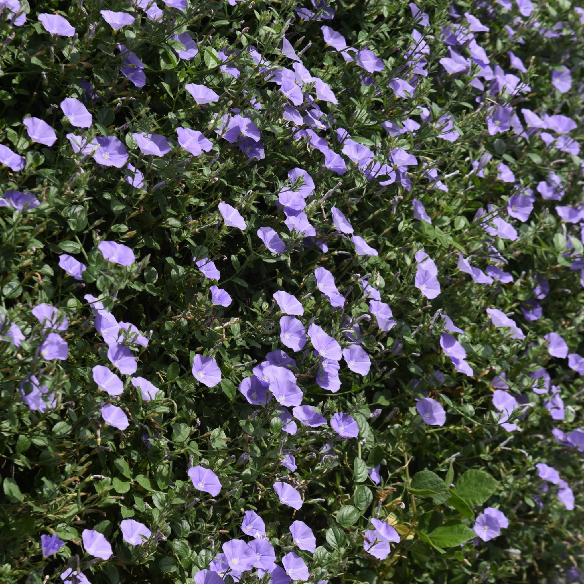 Blue Morning Glory - Convolvulus sabatius