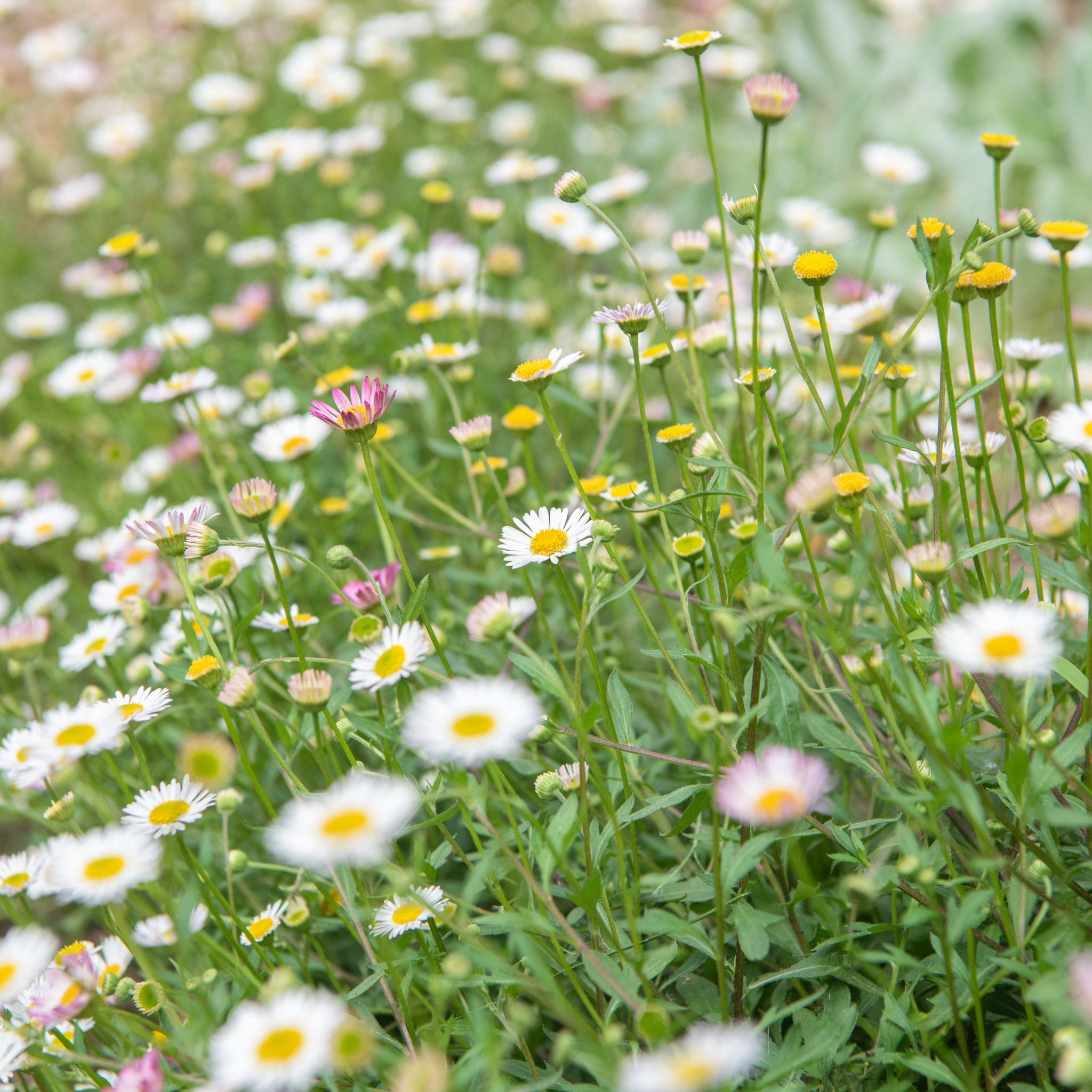 Seaside Daisy - Erigeron karvinskianus