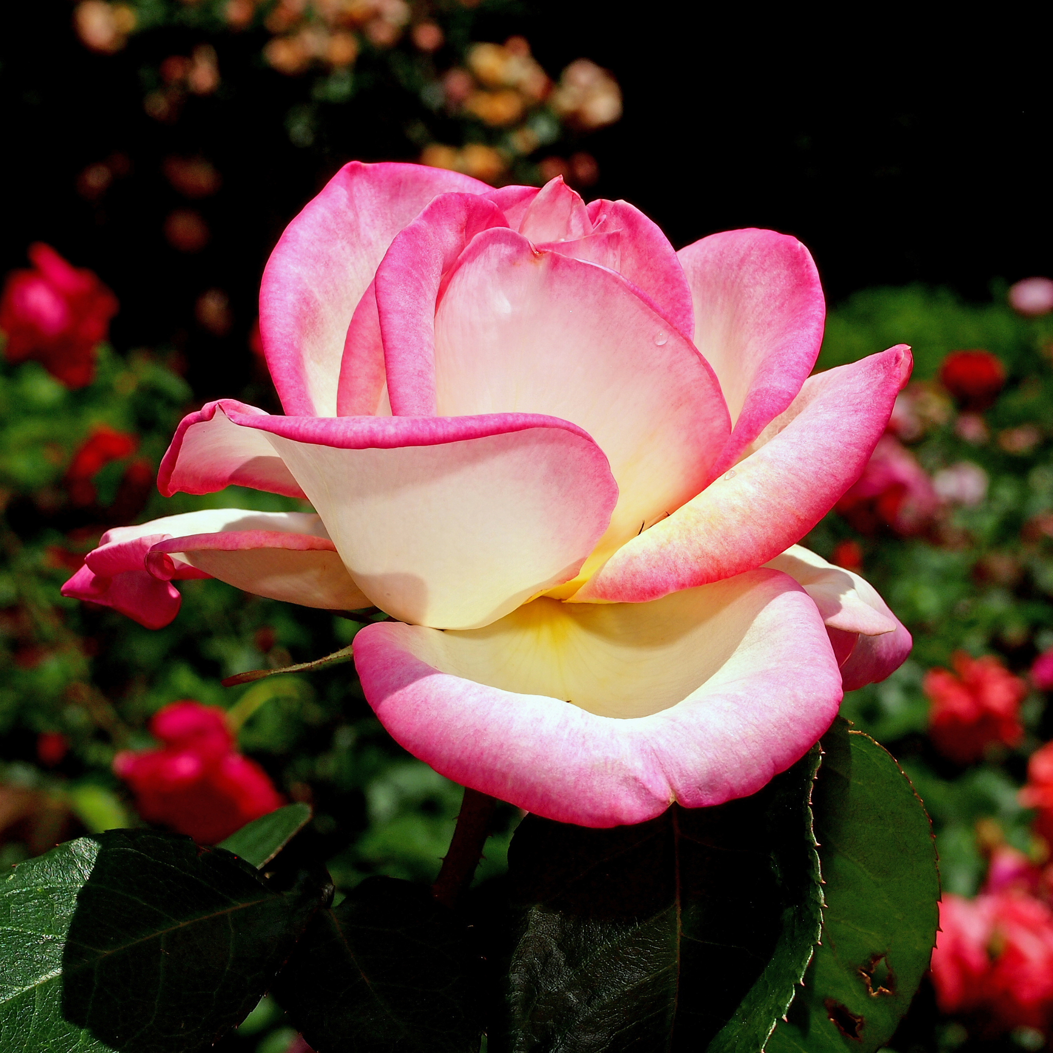 Princesse De Monaco Hybrid Tea Rose - Rosa Princesse De Monaco