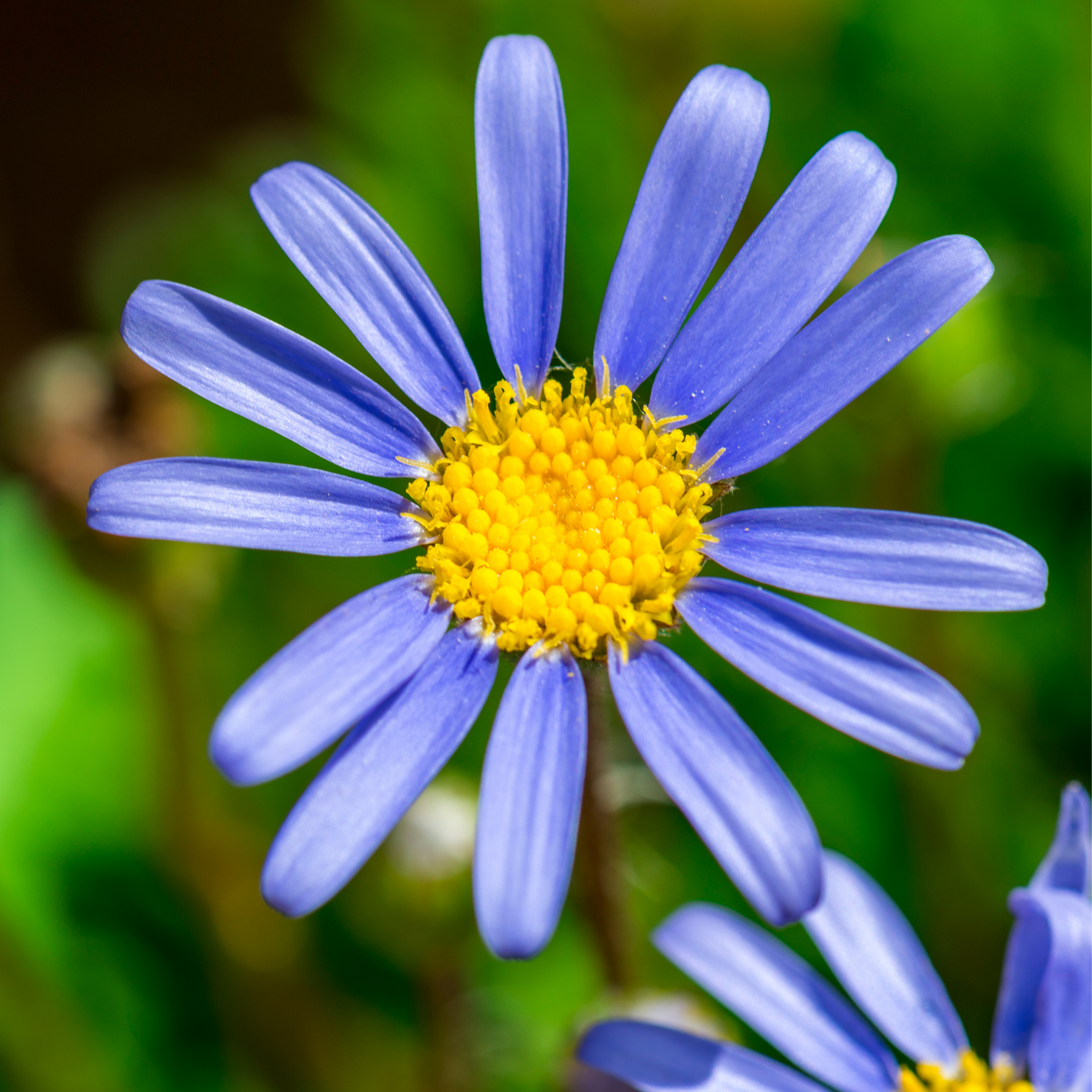 Blue Marguerite - Felicia amelloides