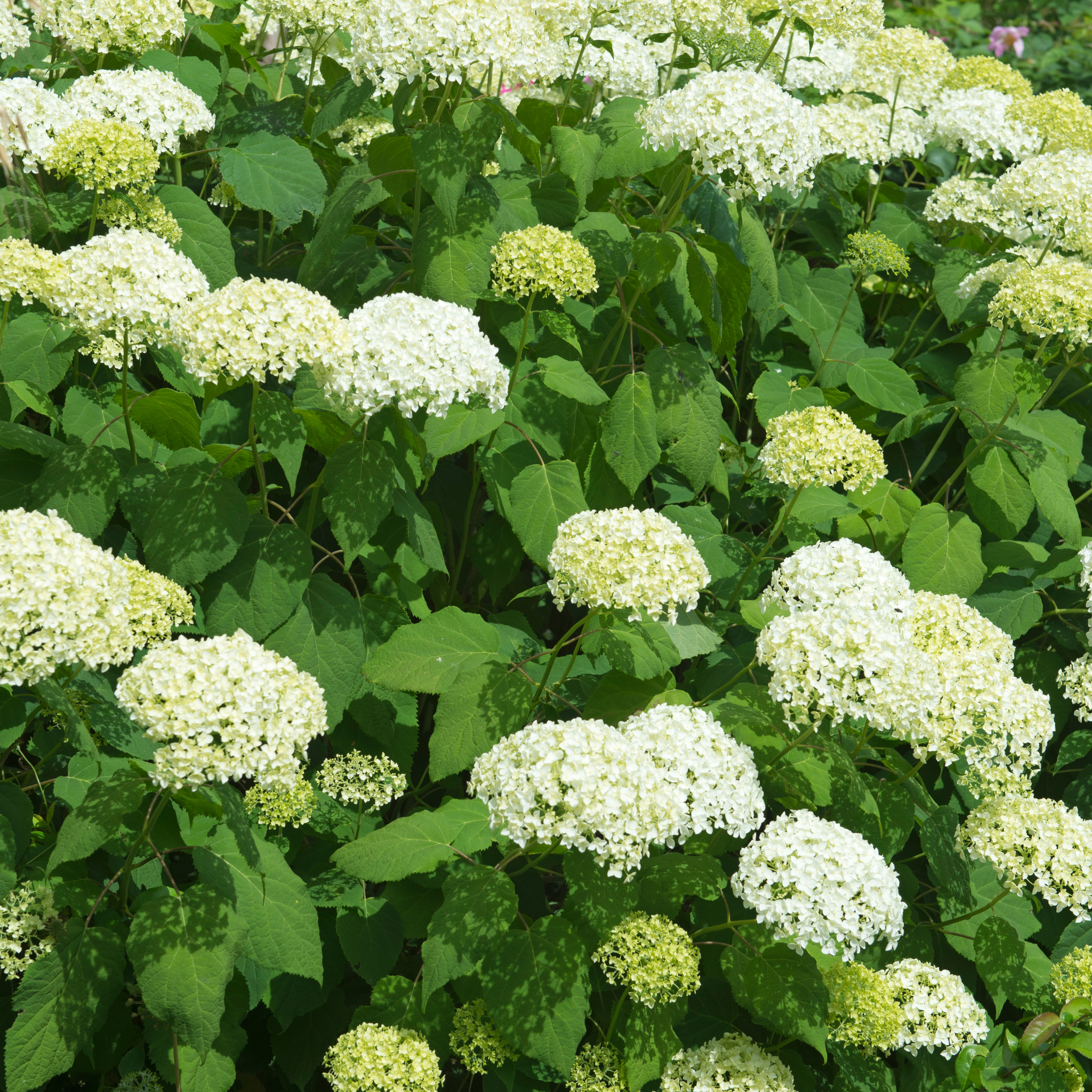 Hydrangea arborescens 'Annabelle' – Smooth Hydrangea