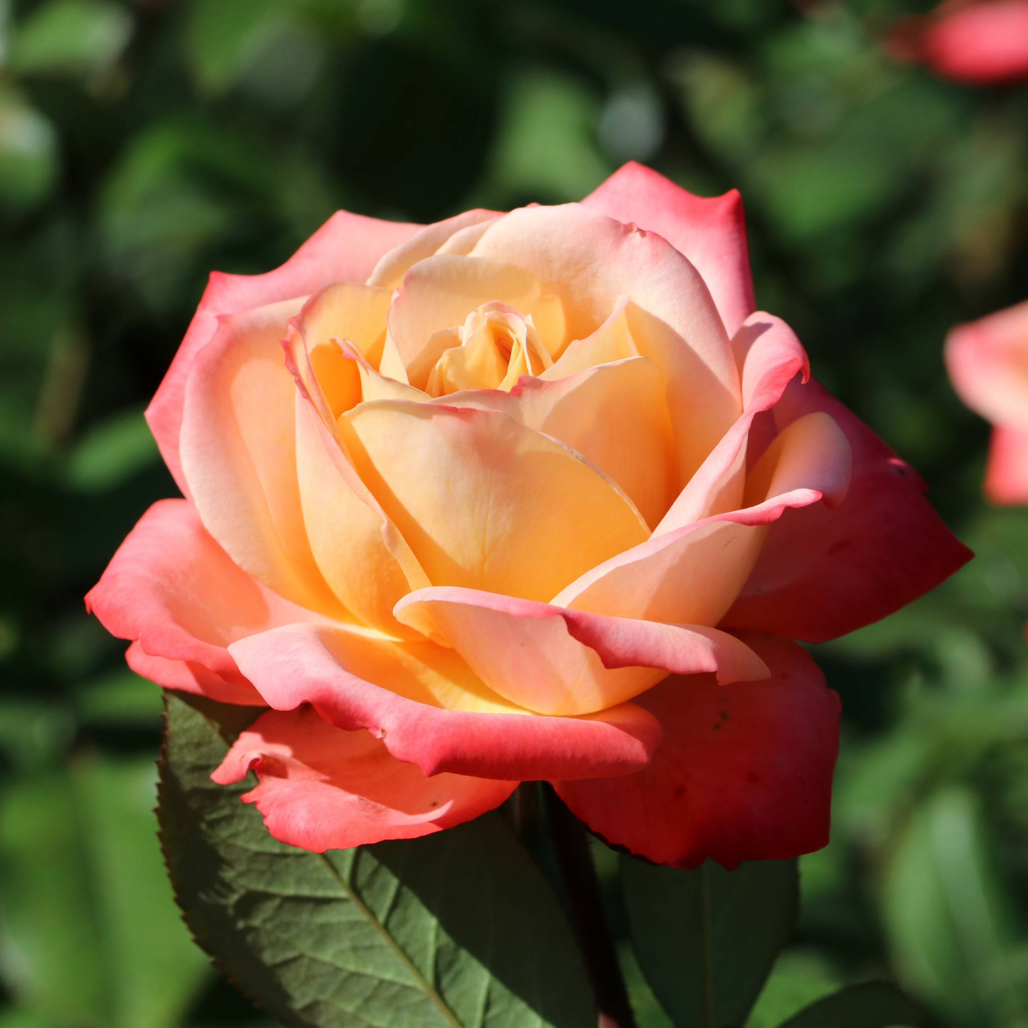 Peace Hybrid Tea Rose - Rosa Peace