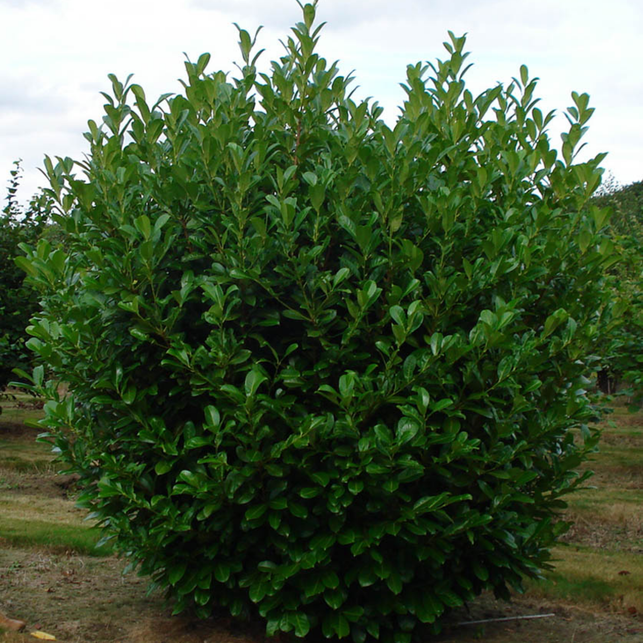 Green bush with a cloudy sky background
