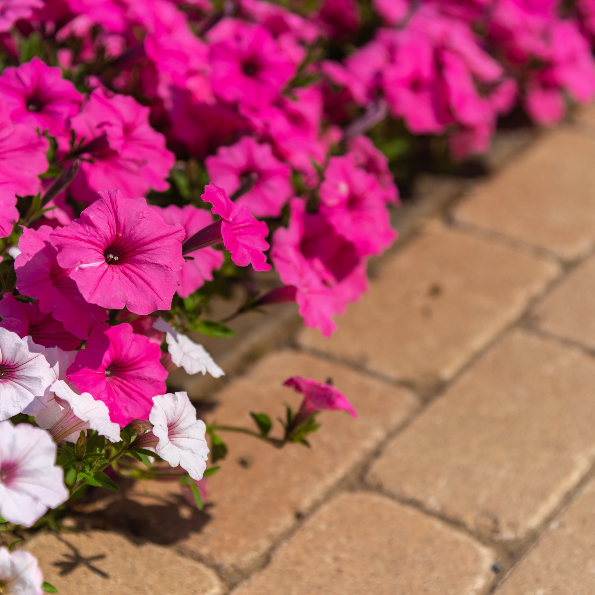 Mini Petunia Calipetite Rose - Calibrachoa hybrida Calipetite Rose