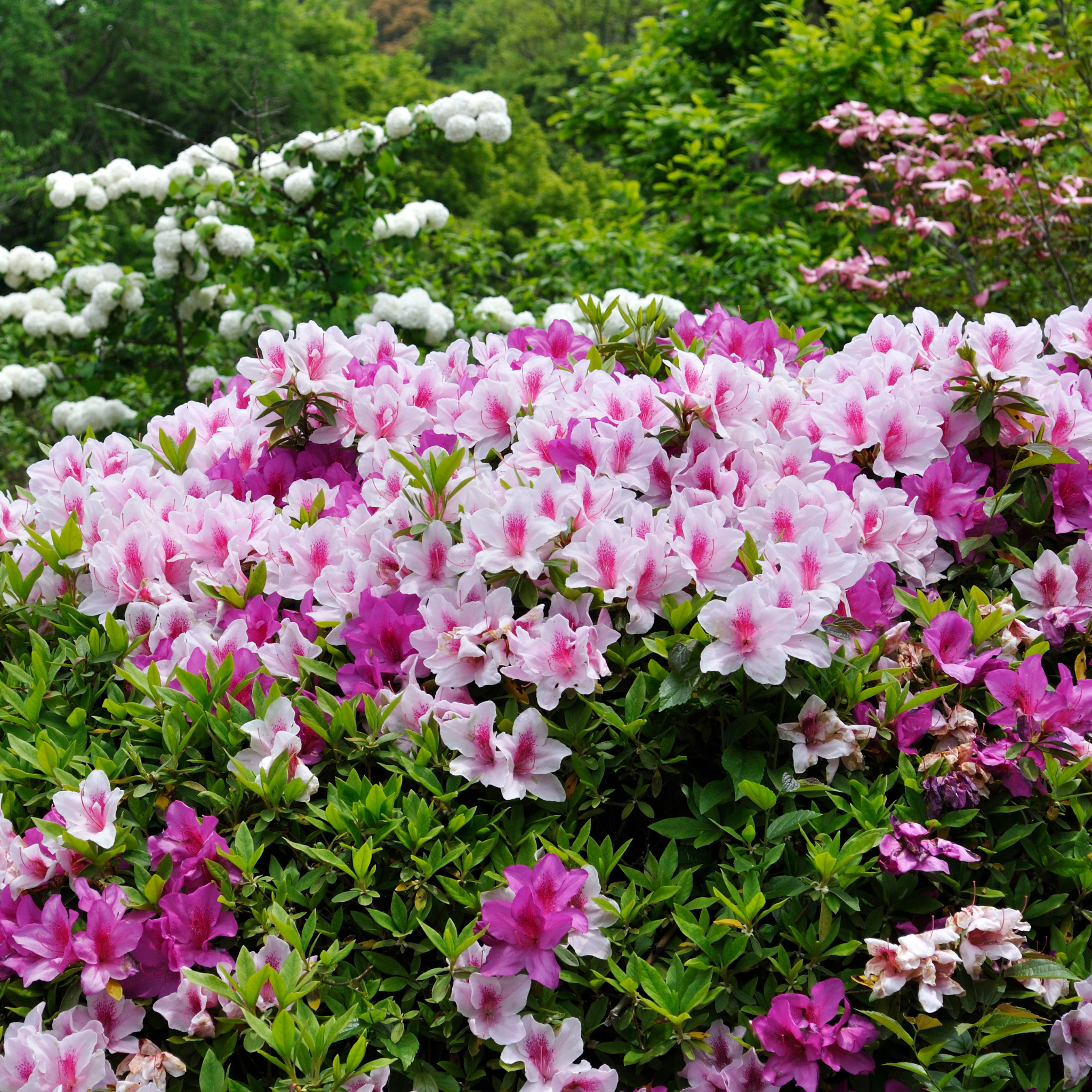 Bouquet of pink and white flowers with green leaves