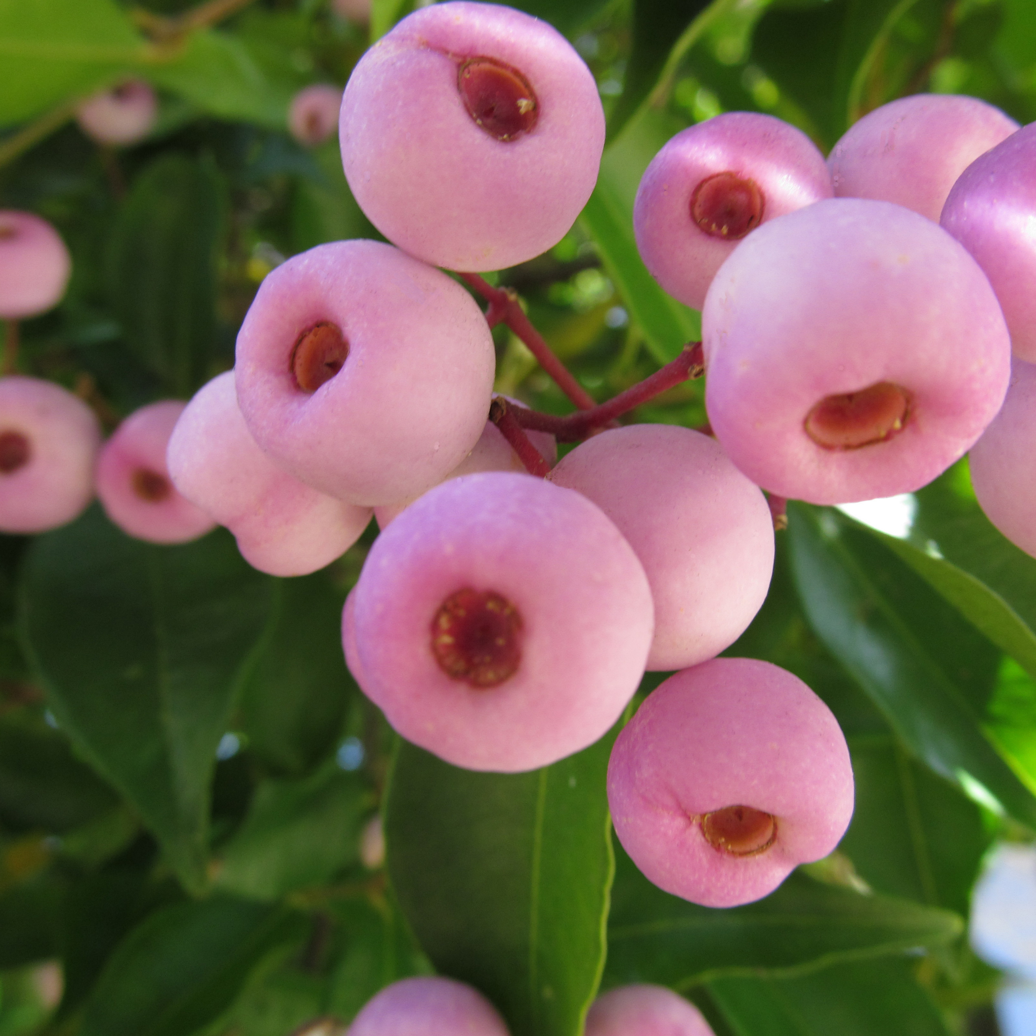 Lilly Pilly Big Red - Syzygium australe Big Red PBR