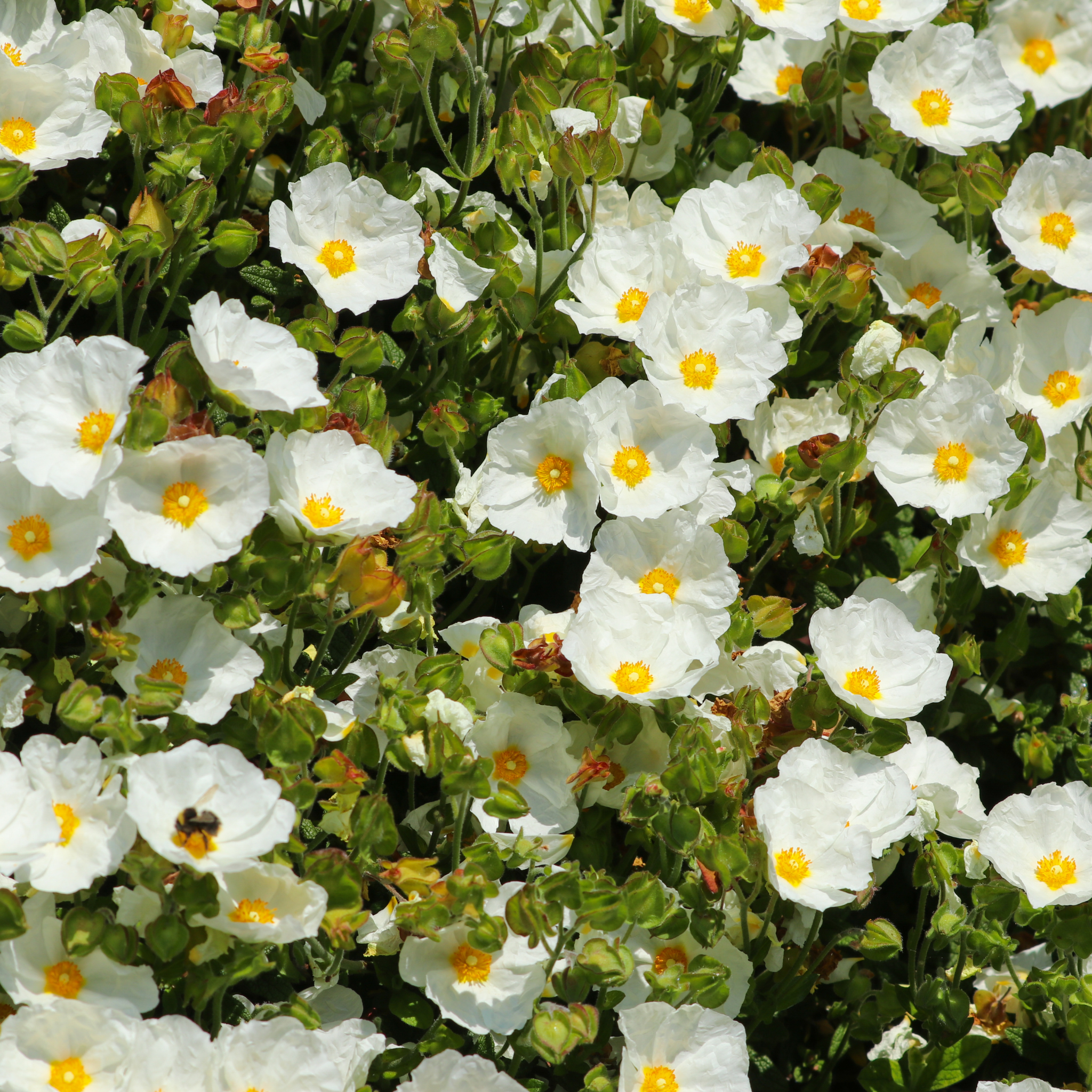 Sage Leaved Rockrose - Cistus salviifolius
