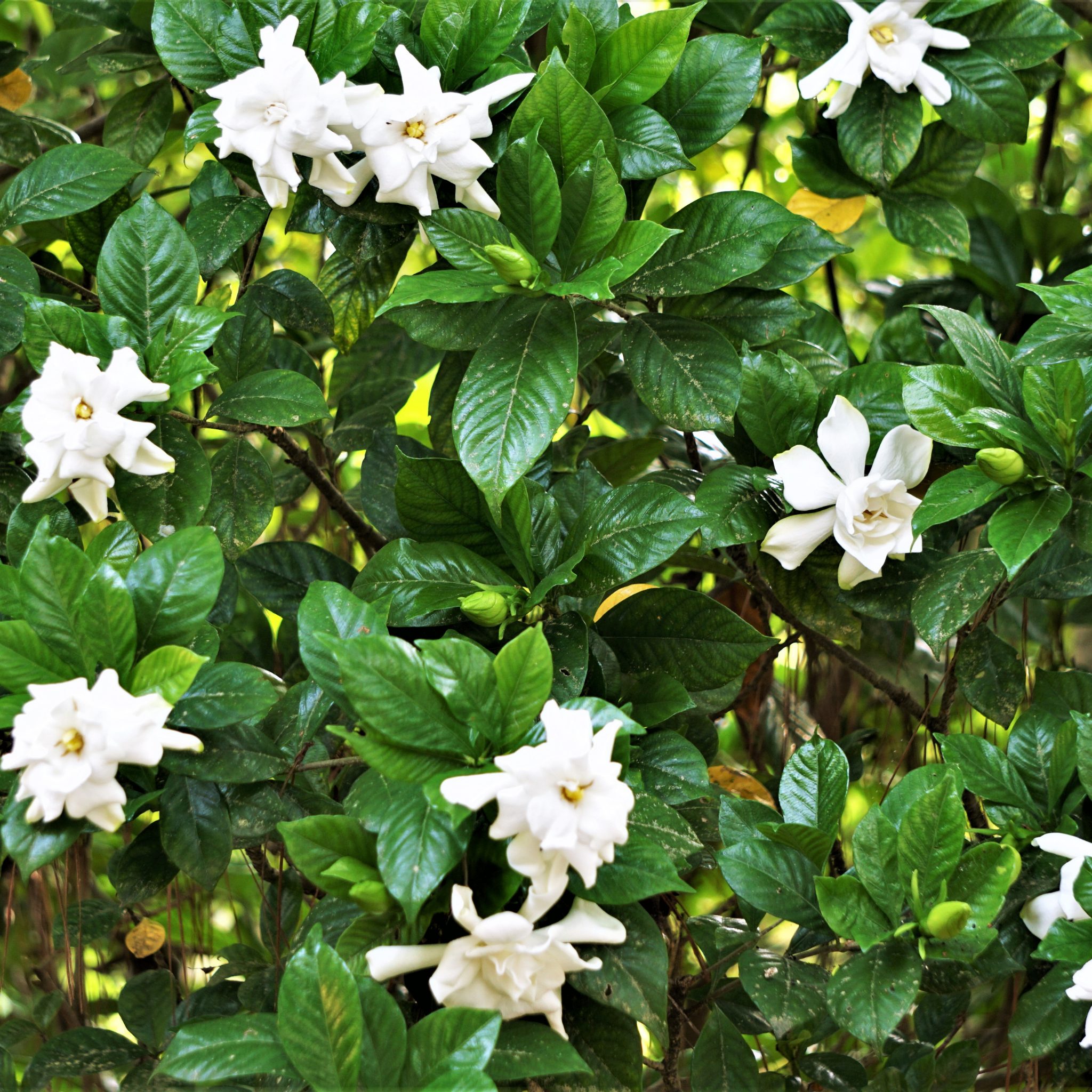 Fragrant Gardenia Florida - Gardenia augusta Florida