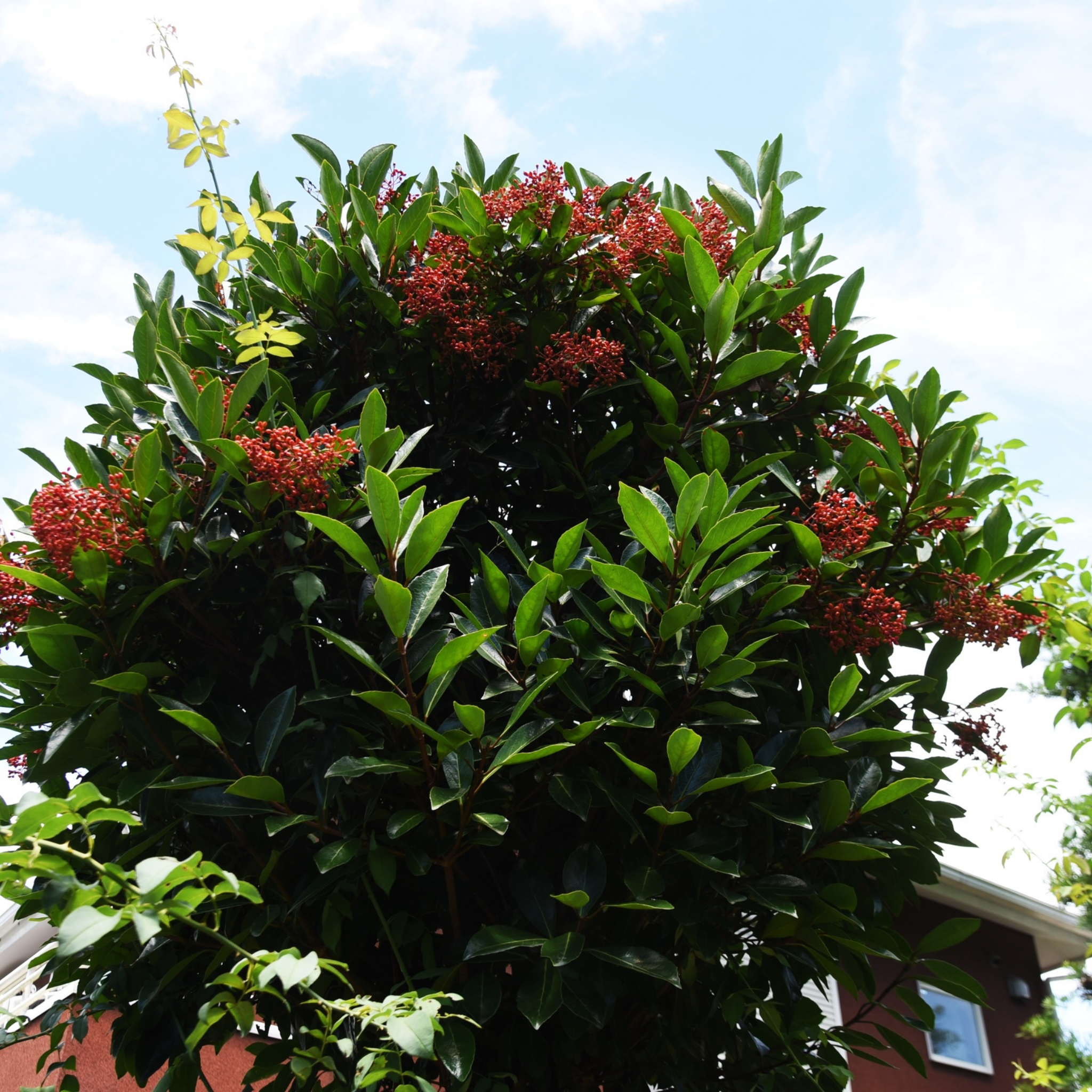 Tree with red flowers and green leaves against a blue sky