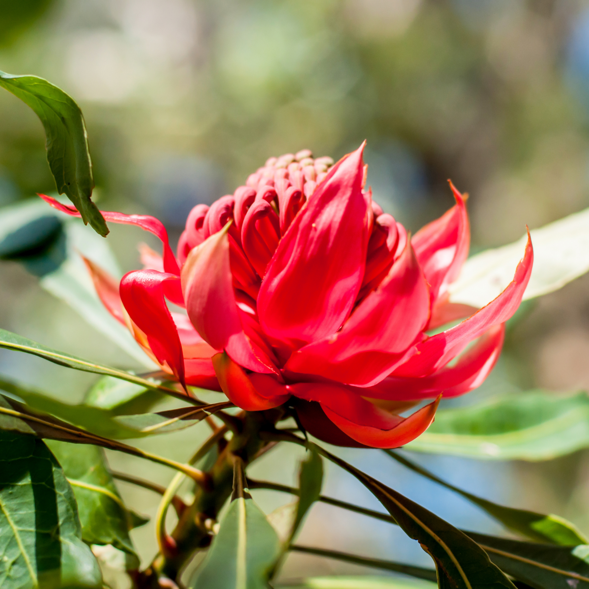 Waratah Shady Lady Red - Telopea speciosissima oreade Shady Lady Red