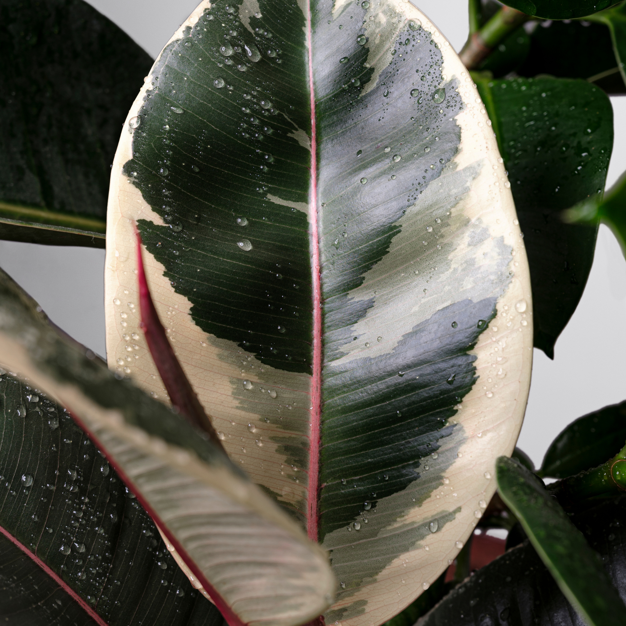 Tineke Rubber Tree Plant - Ficus elastica Tineke