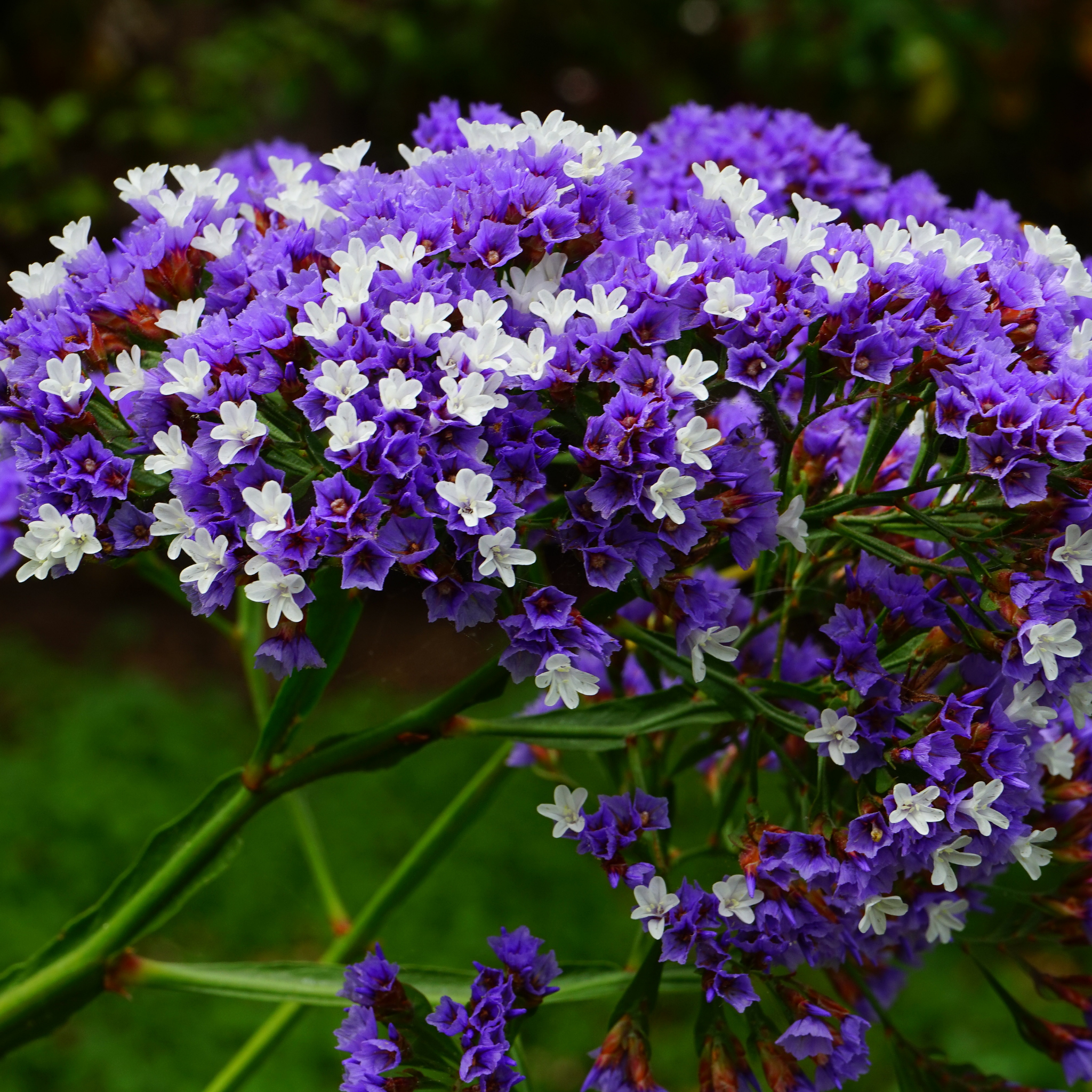 Sea Lavender - Limonium perezii