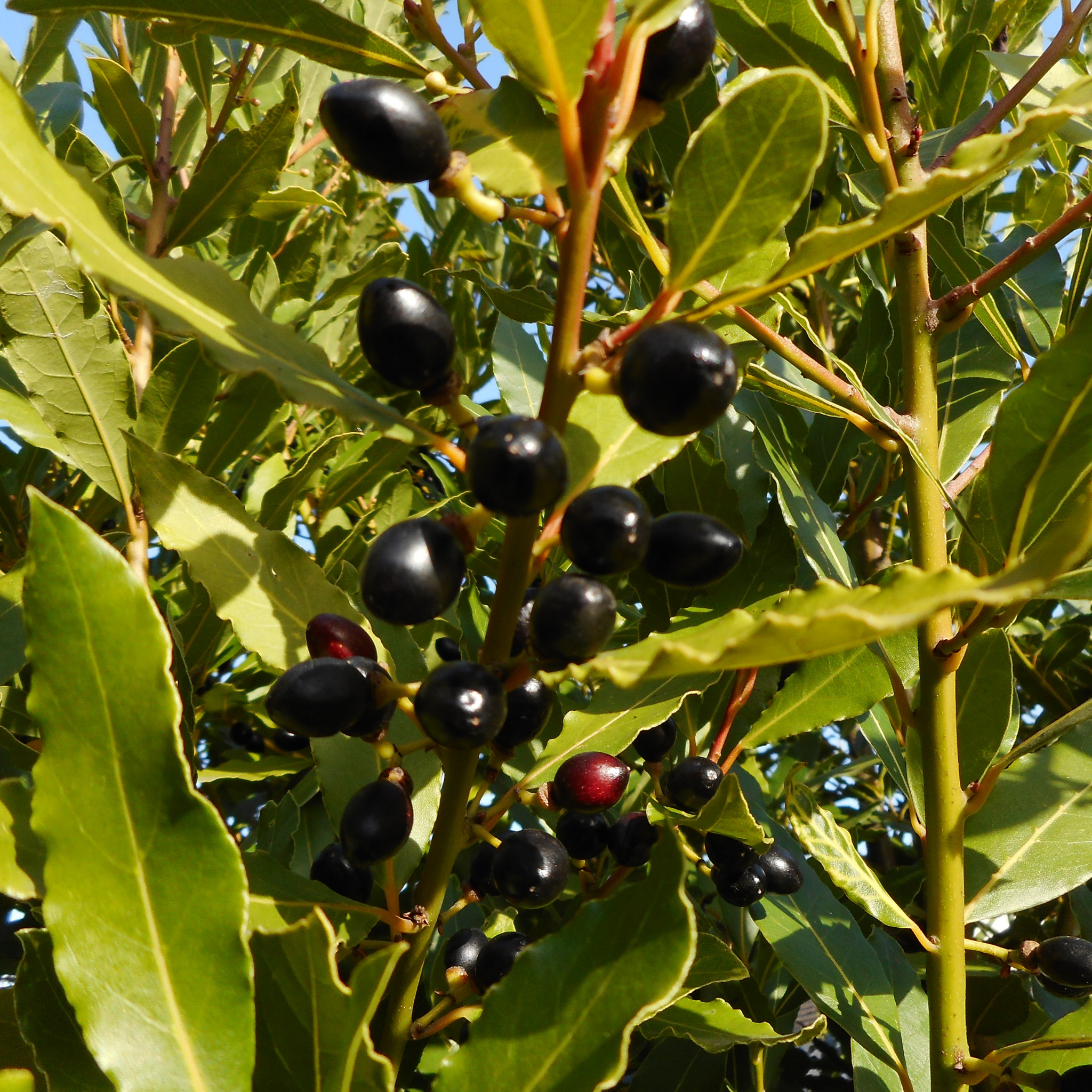 Close-up of black berries on a branch with green leaves