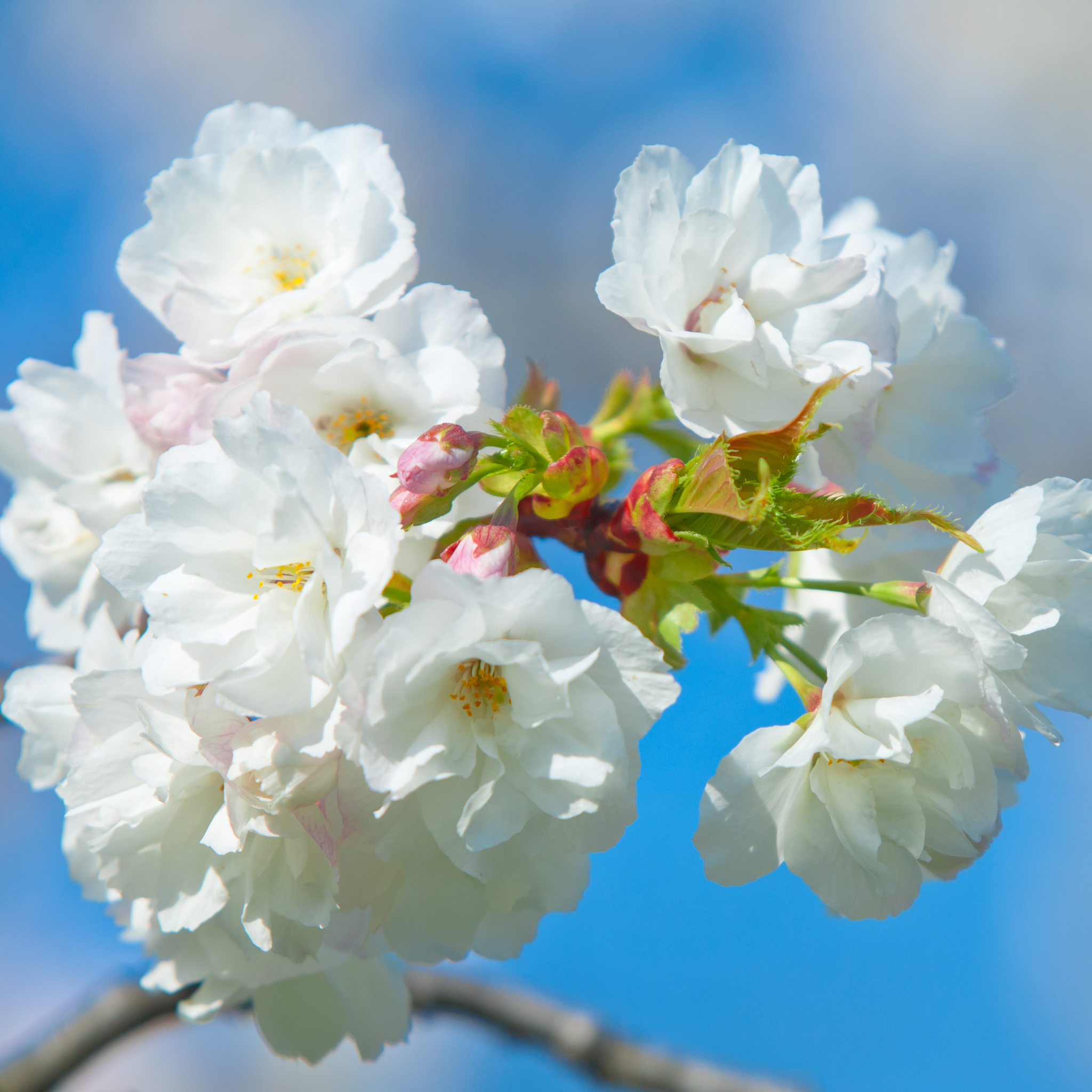 Weeping Japanese Flowering Cherry - Prunus serrulata 'Mt Fuji'