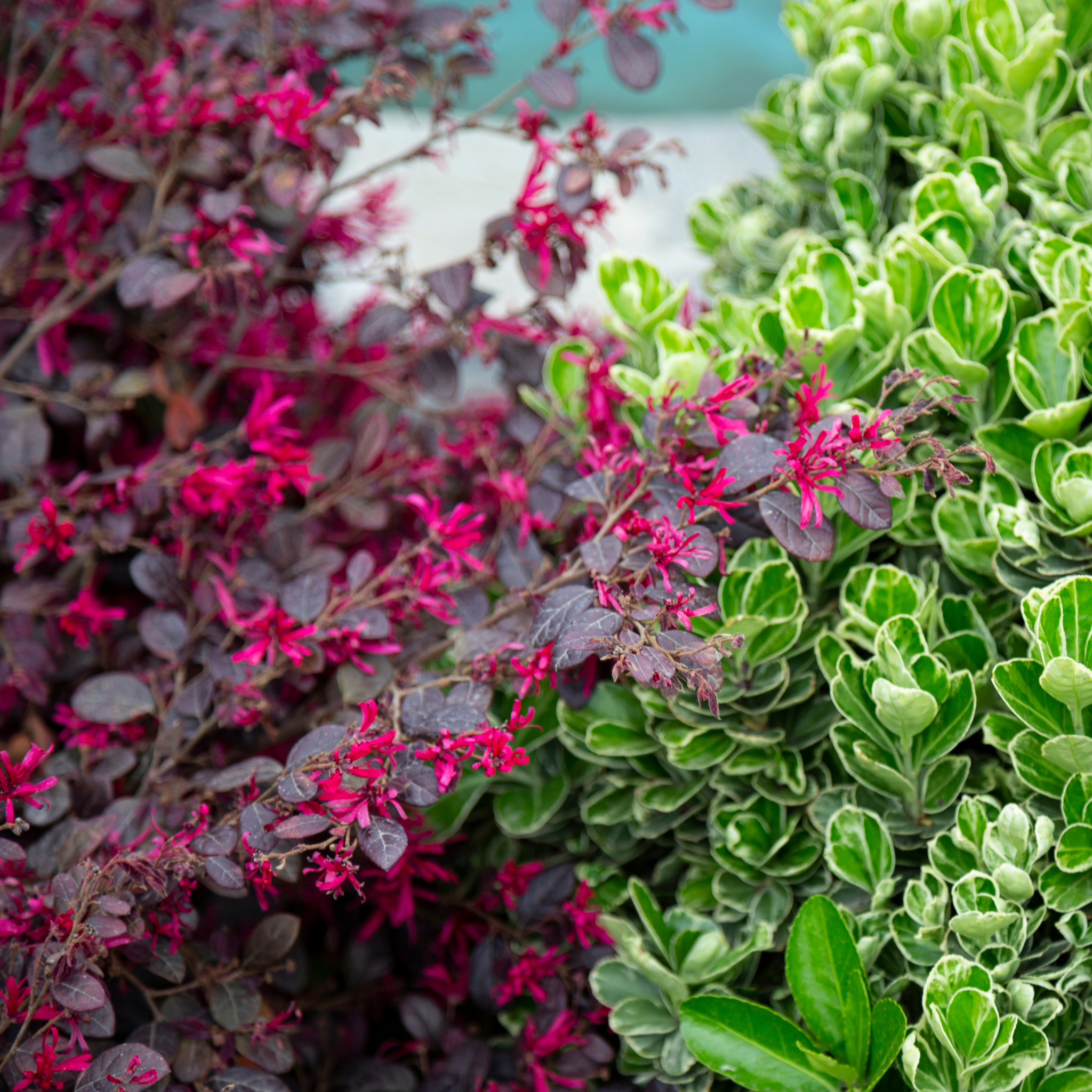 Plum Delight Pink Chinese Fringe Flower - Loropetalum chinense rubrum