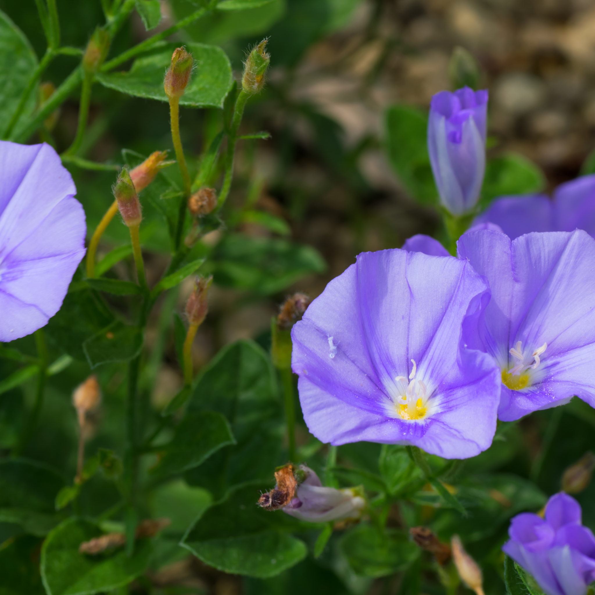 Blue Morning Glory - Convolvulus sabatius