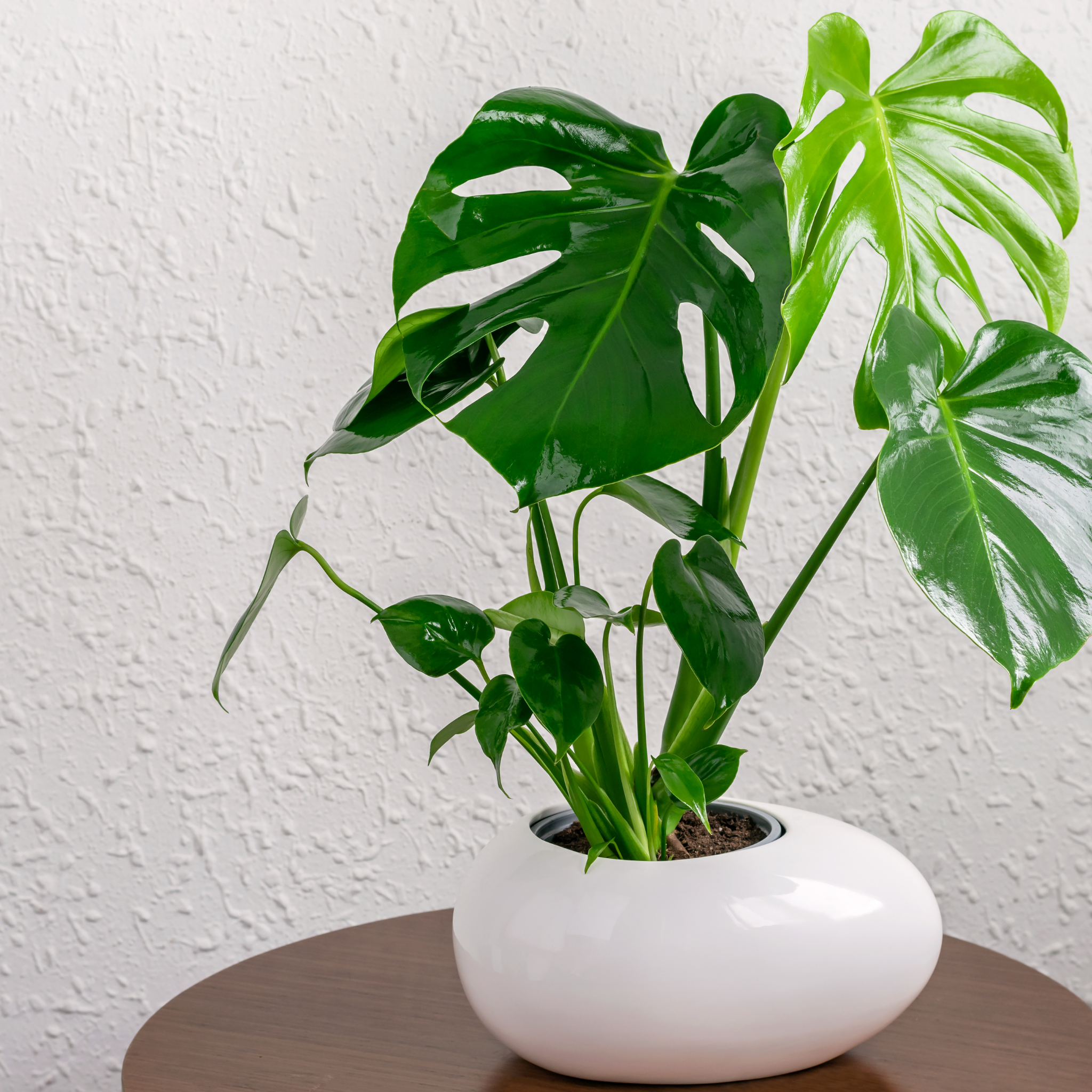 Swiss Cheese Plant - Monstera deliciosa