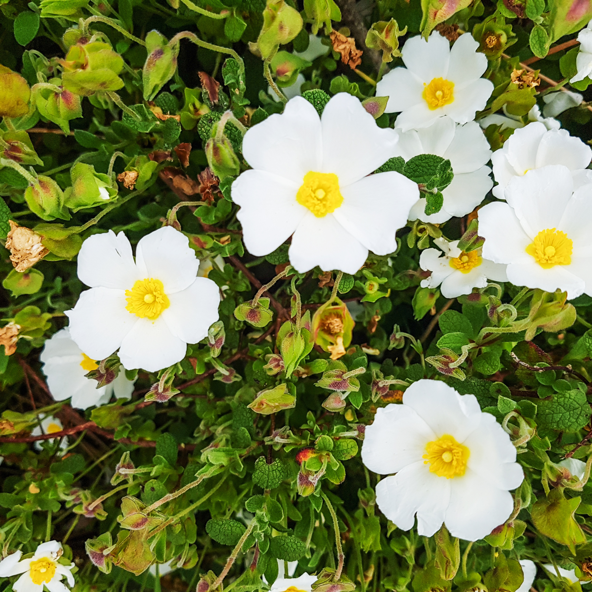 Sage Leaved Rockrose - Cistus salviifolius