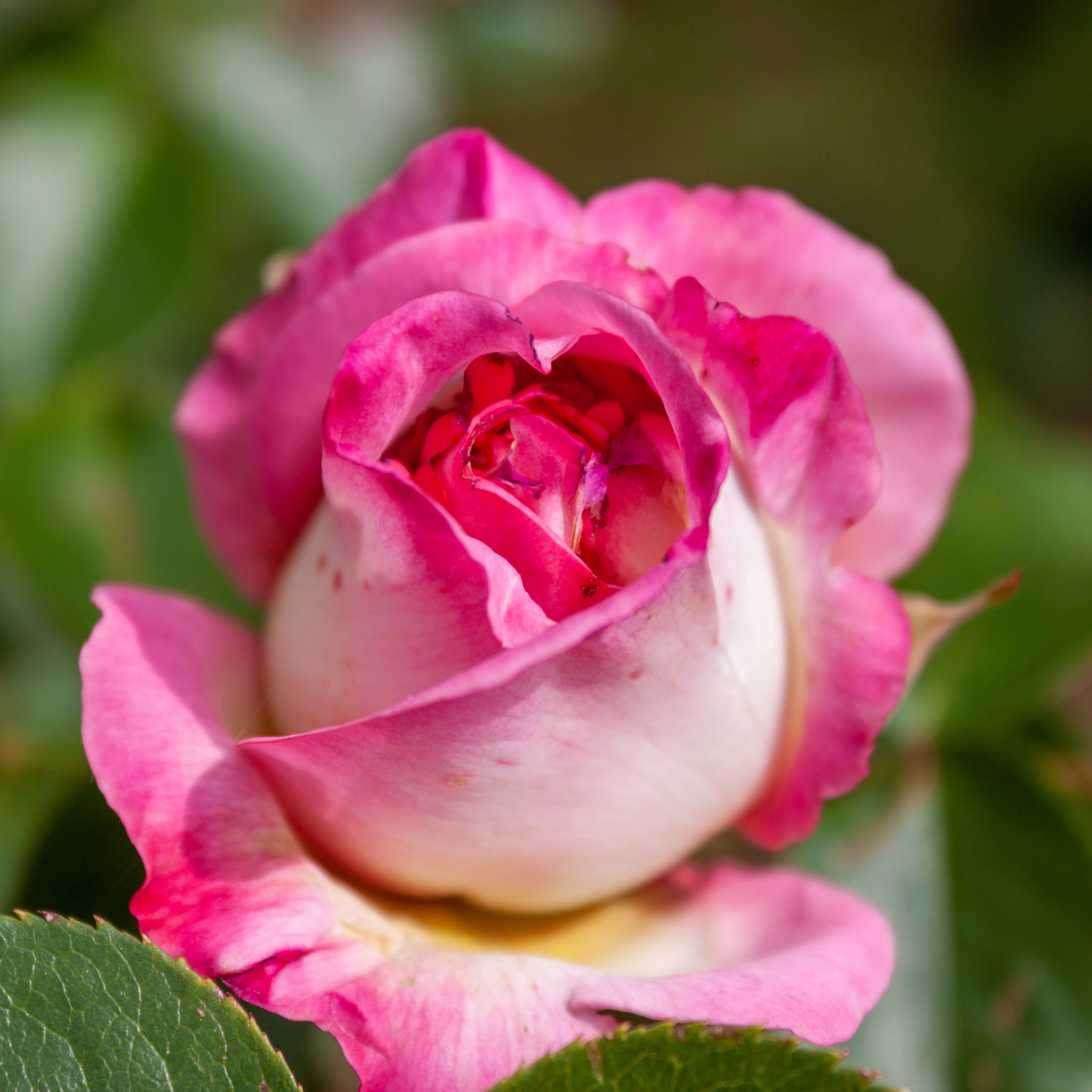 Princesse De Monaco Hybrid Tea Rose - Rosa Princesse De Monaco