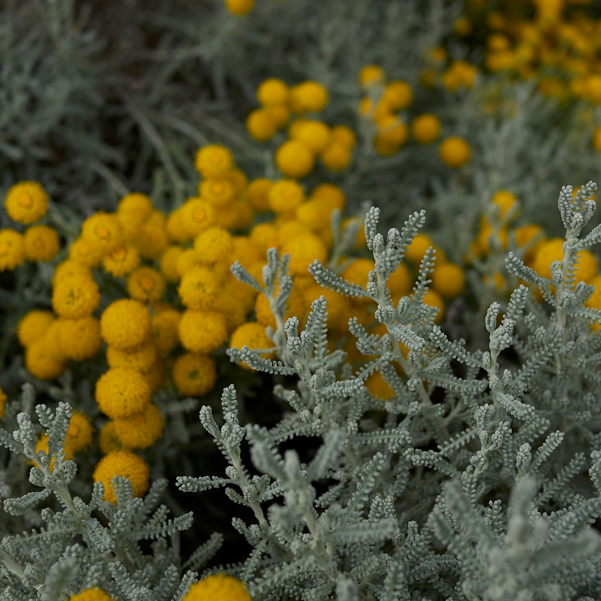 Cotton Lavender - Santolina chamaecyparissus