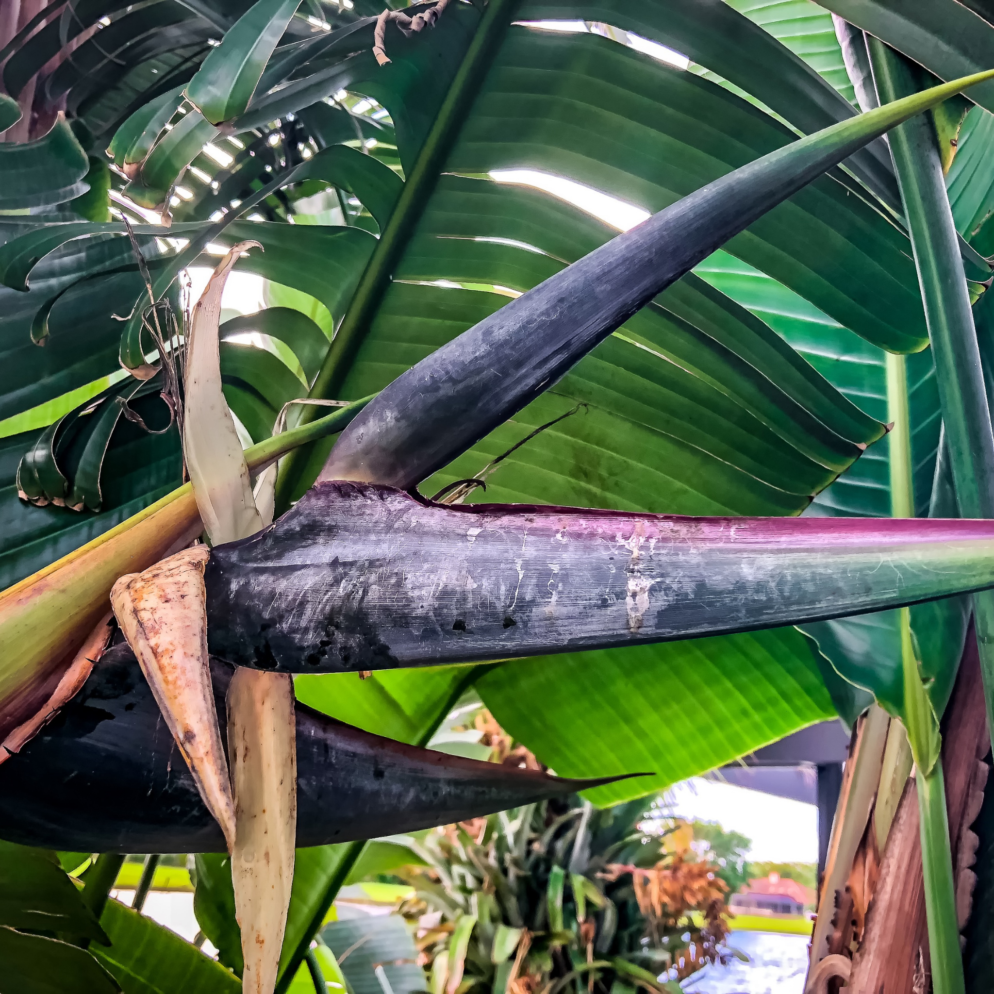 Giant White Bird of Paradise - Strelitzia nicolai