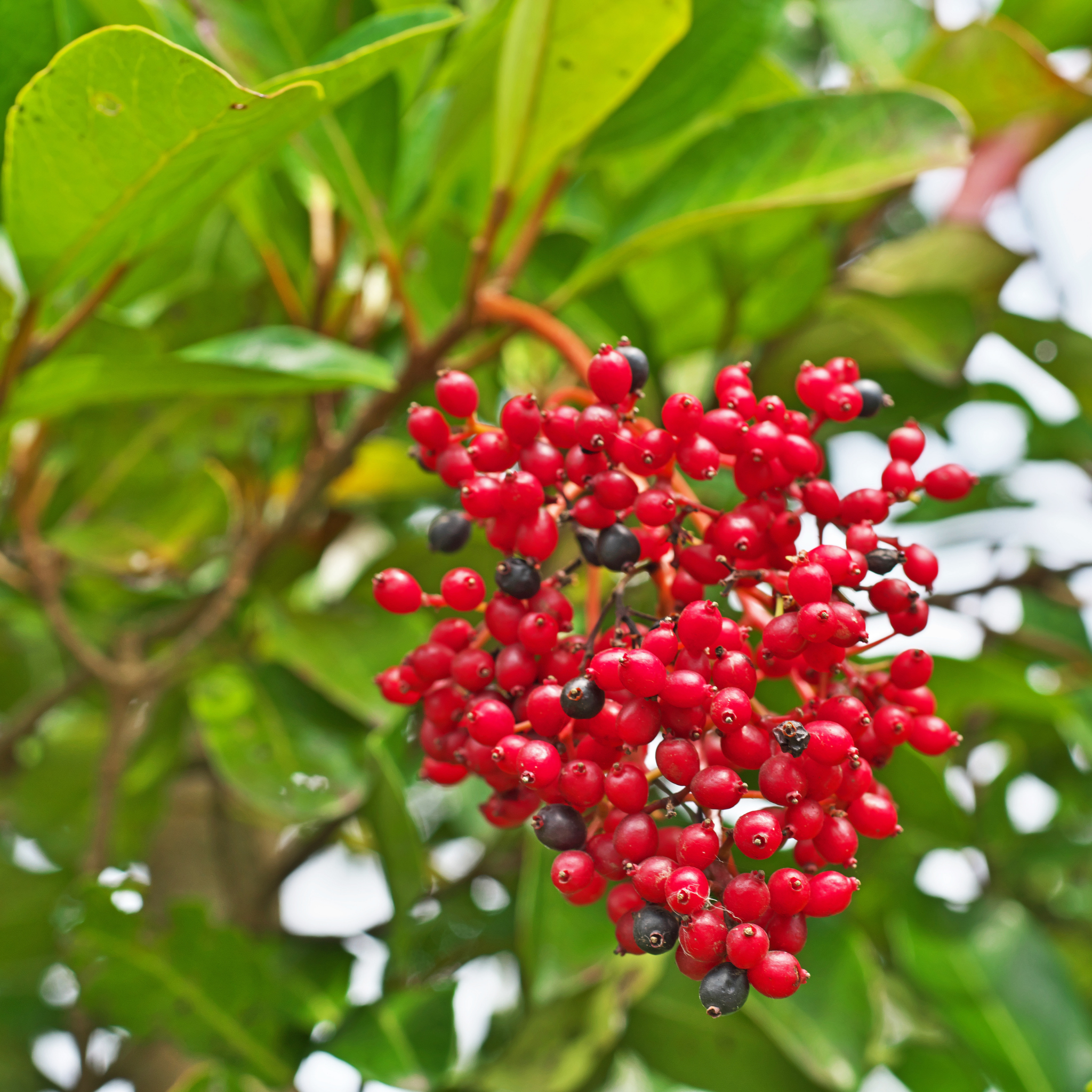 Cluster of red berries with green leaves in the background