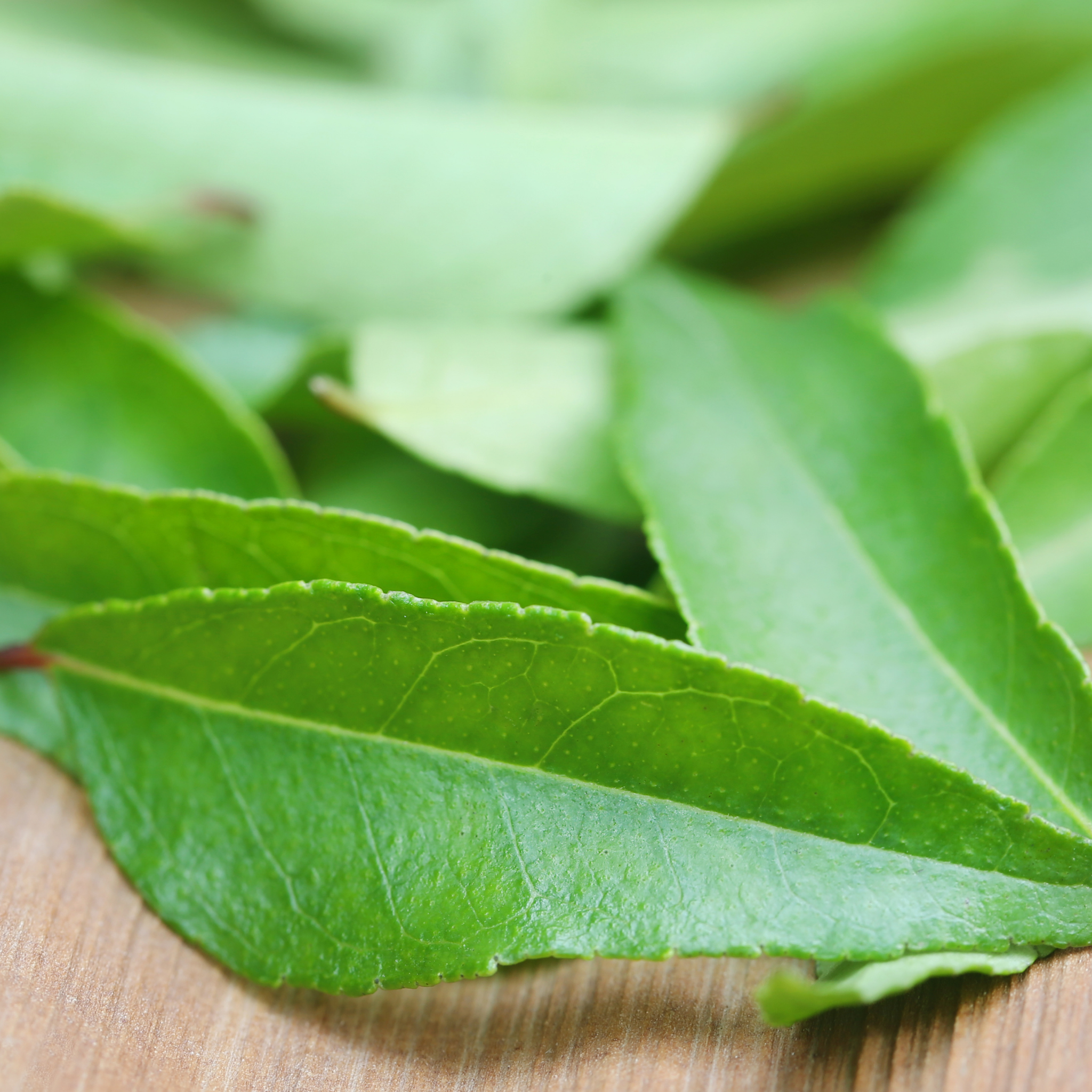 Curry Tree - Murraya koenigii