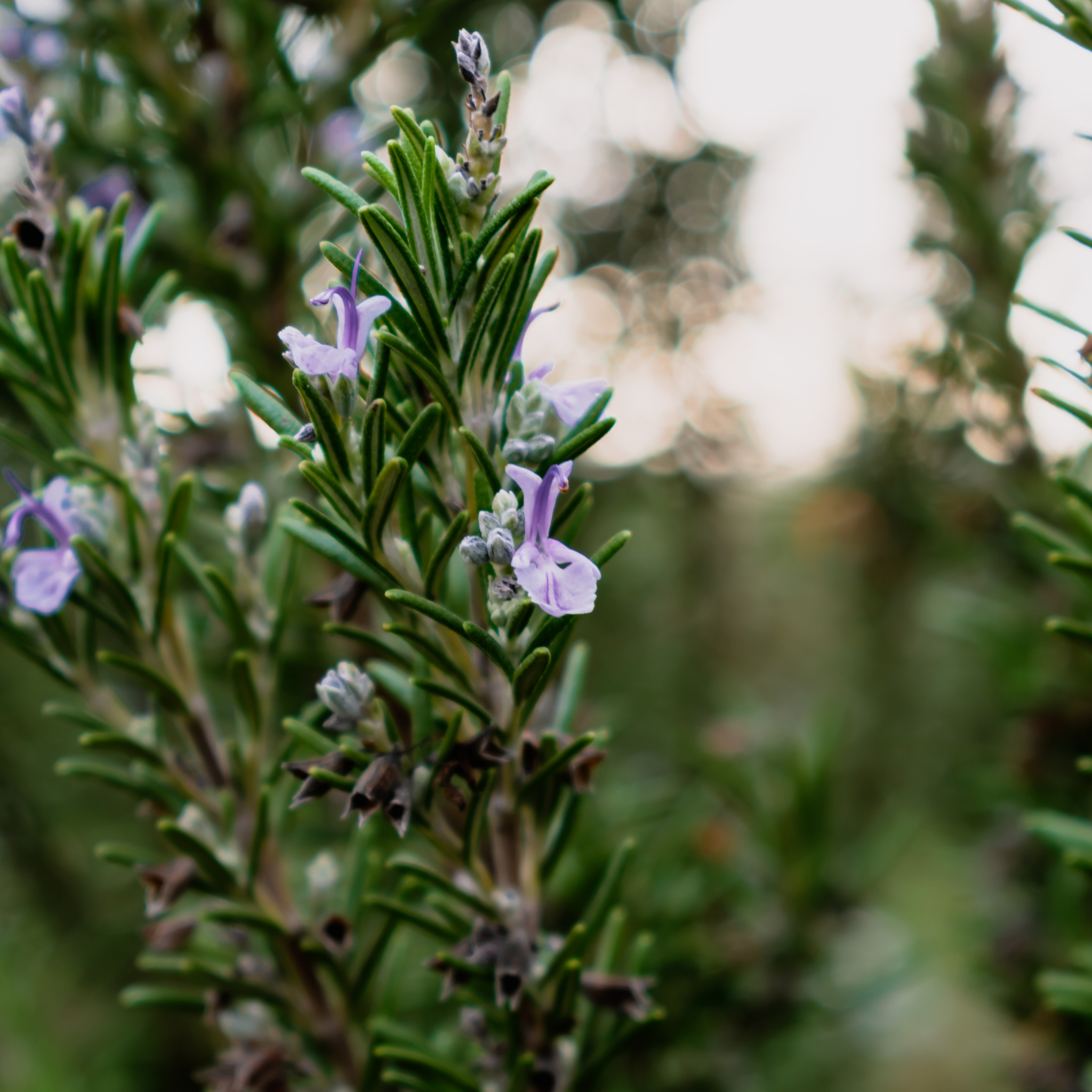 Blue Lagoon Rosemary - Rosmarinus officinalis Blue Lagoon
