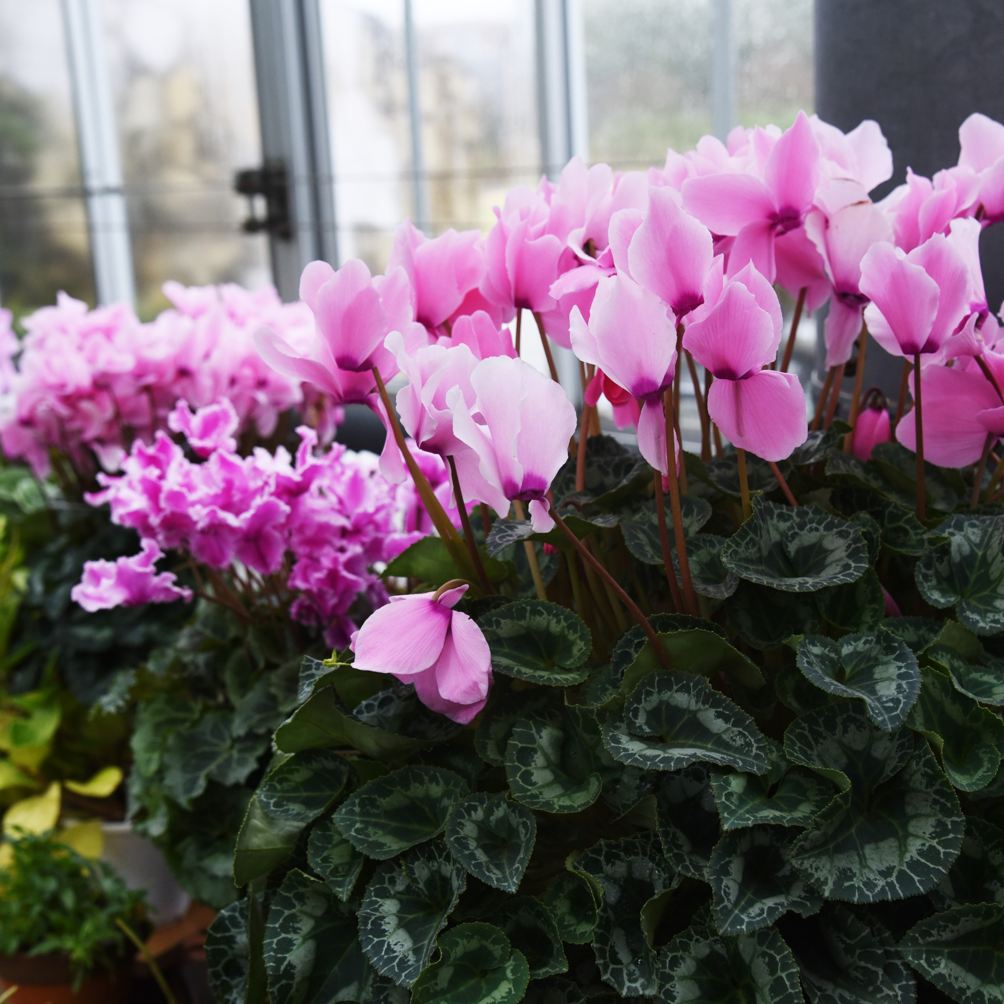 Cyclamen Assorted