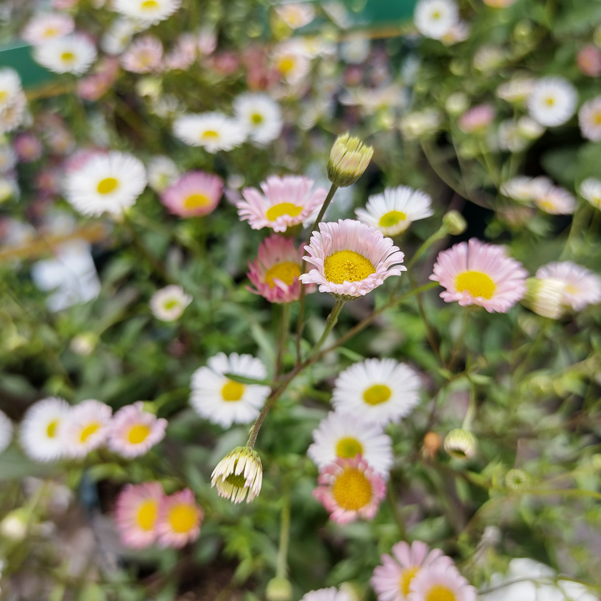 Seaside Daisy - Erigeron karvinskianus