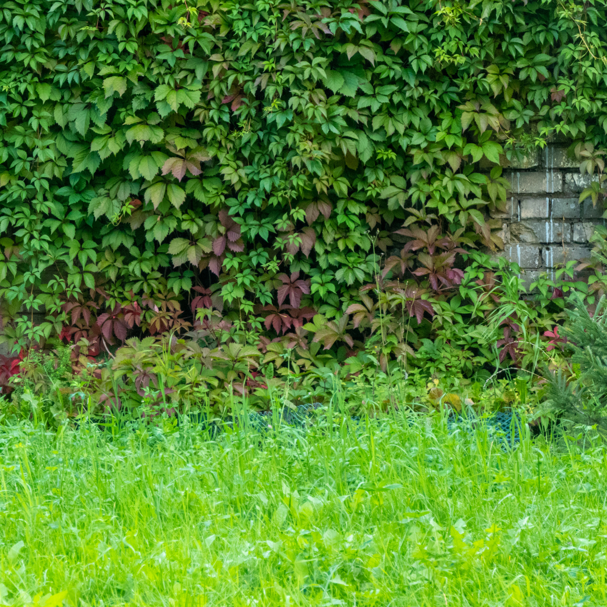 Virginia Creeper - Parthenocissus quinquefolia