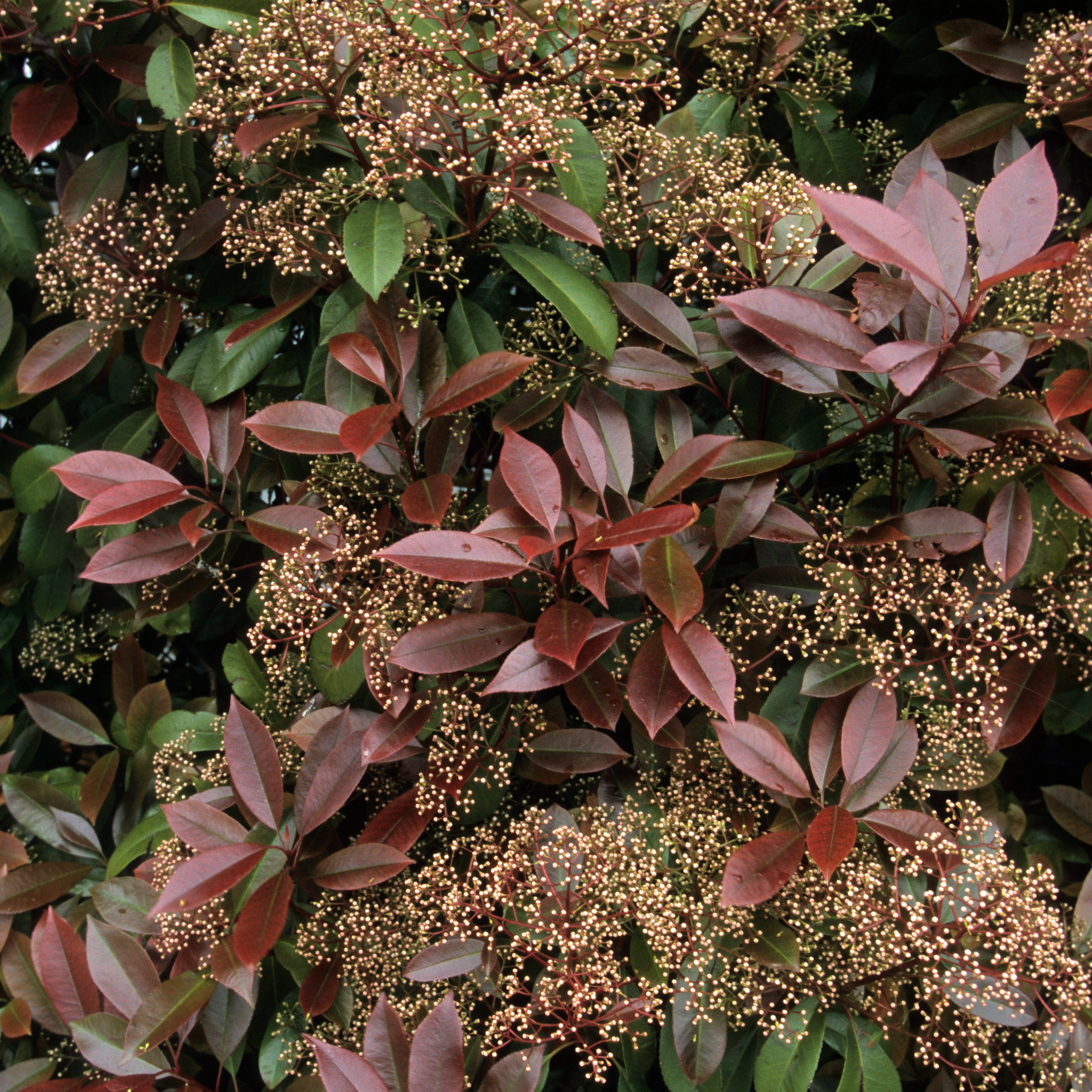Close-up of a plant with pink leaves and small flowers.