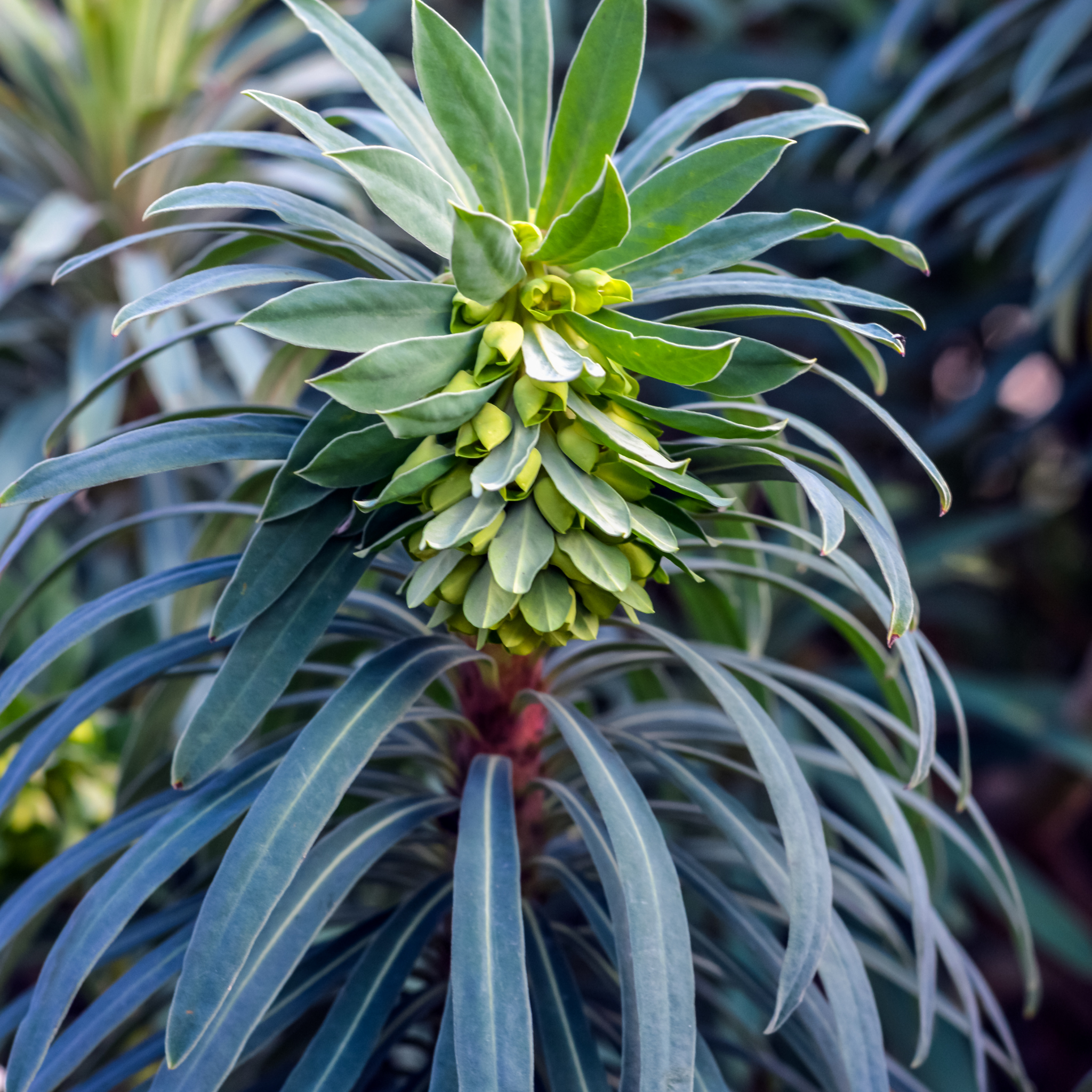 Mediterranean Spurge - Euphorbia characias wulfenii