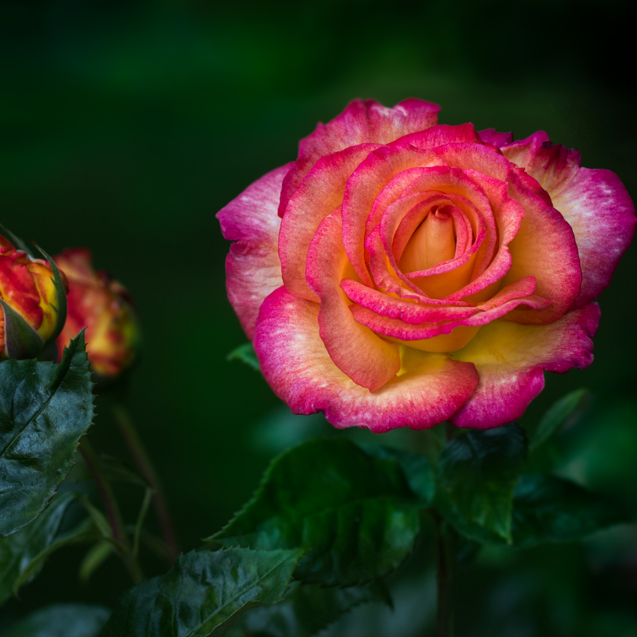 Peace Hybrid Tea Rose - Rosa Peace