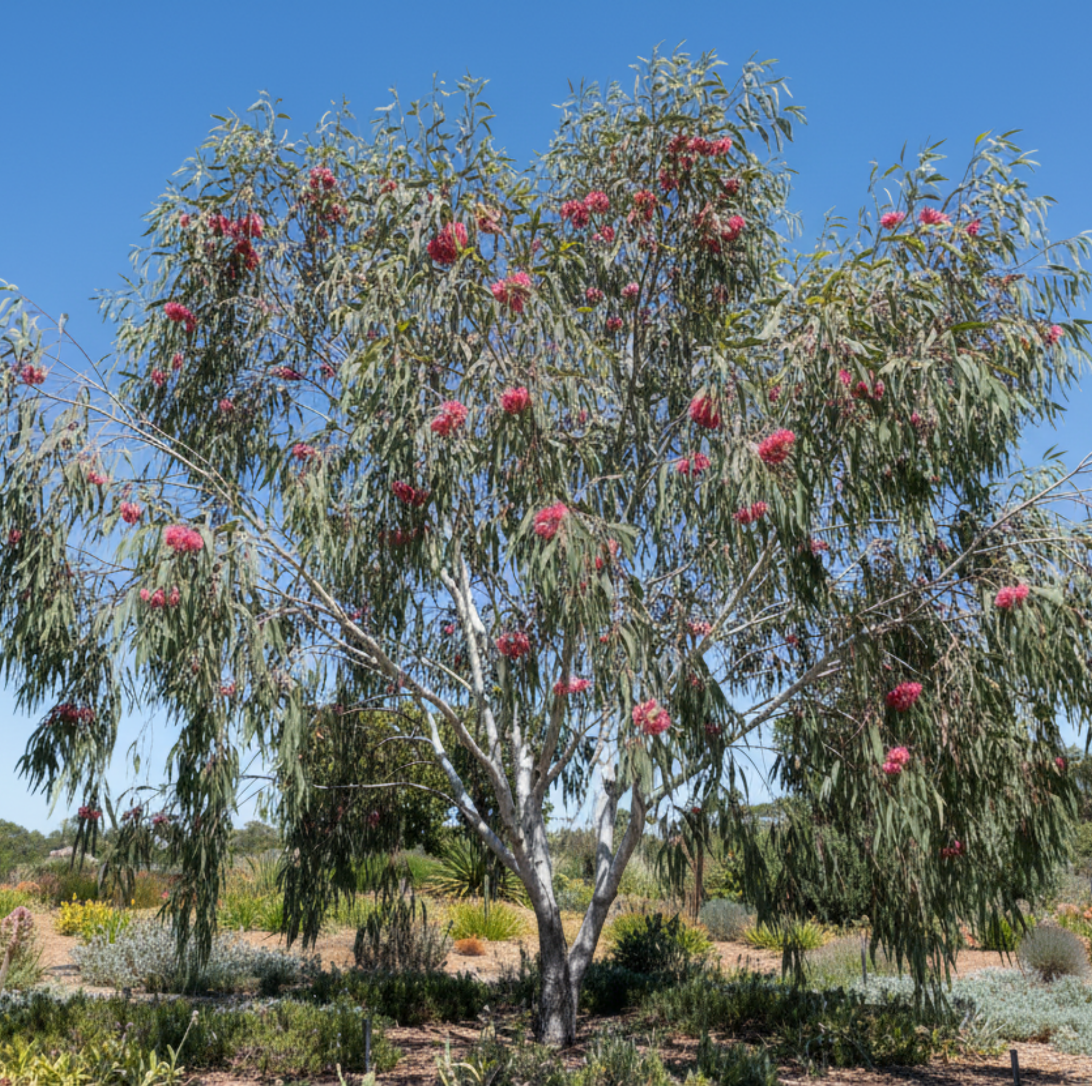 Eucalyptus Silver Princess Gum - Eucalyptus caesia Silver Princess